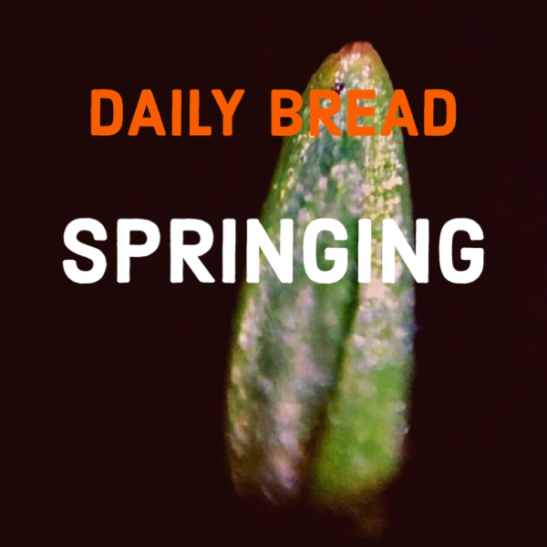 Close-up of a green sprouting plant with the text 'DAILY BREAD SPRINGING' in orange and white over the image.