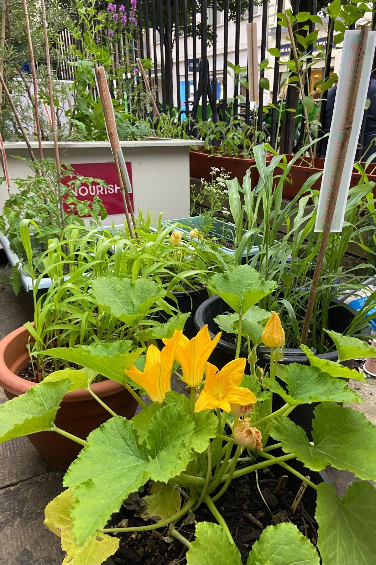 A squash plant with large yellow flowers. It is part of the Food for the Ecozoic garden at St James Piccadilly. Other plants and black railings are visible in the background.