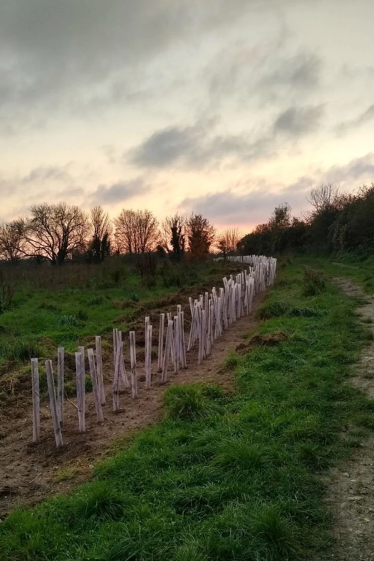 Lifelines, chettle, 2022 1, portrait.jpg