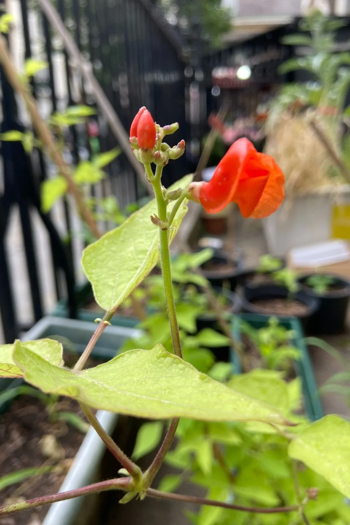 Close-up of bean plant with red-orange flowers and buds on a green stalk. It's in the Food For The Ecozoic garden at St James's Piccadilly. 