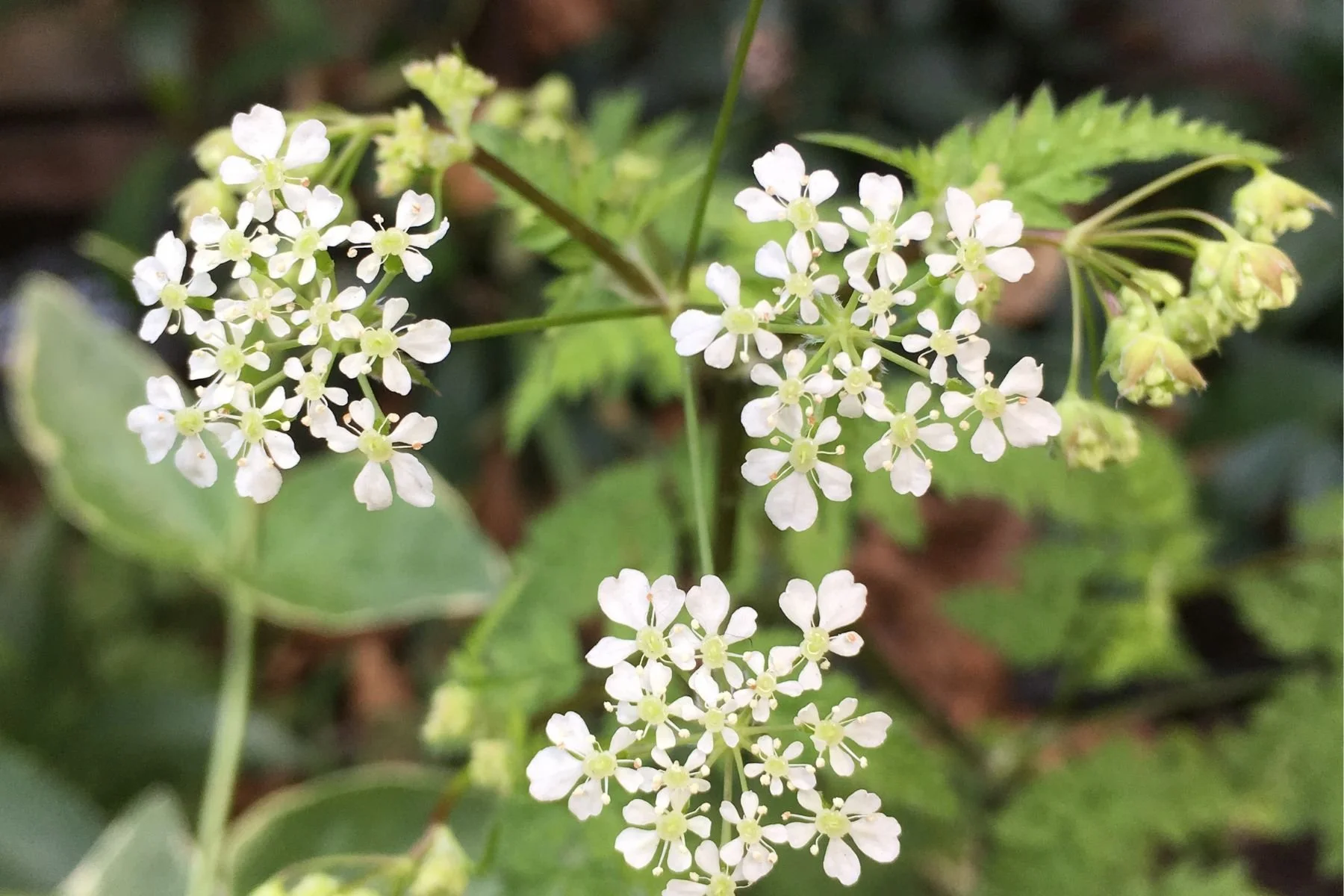 May Eco-Contemplative Liturgy