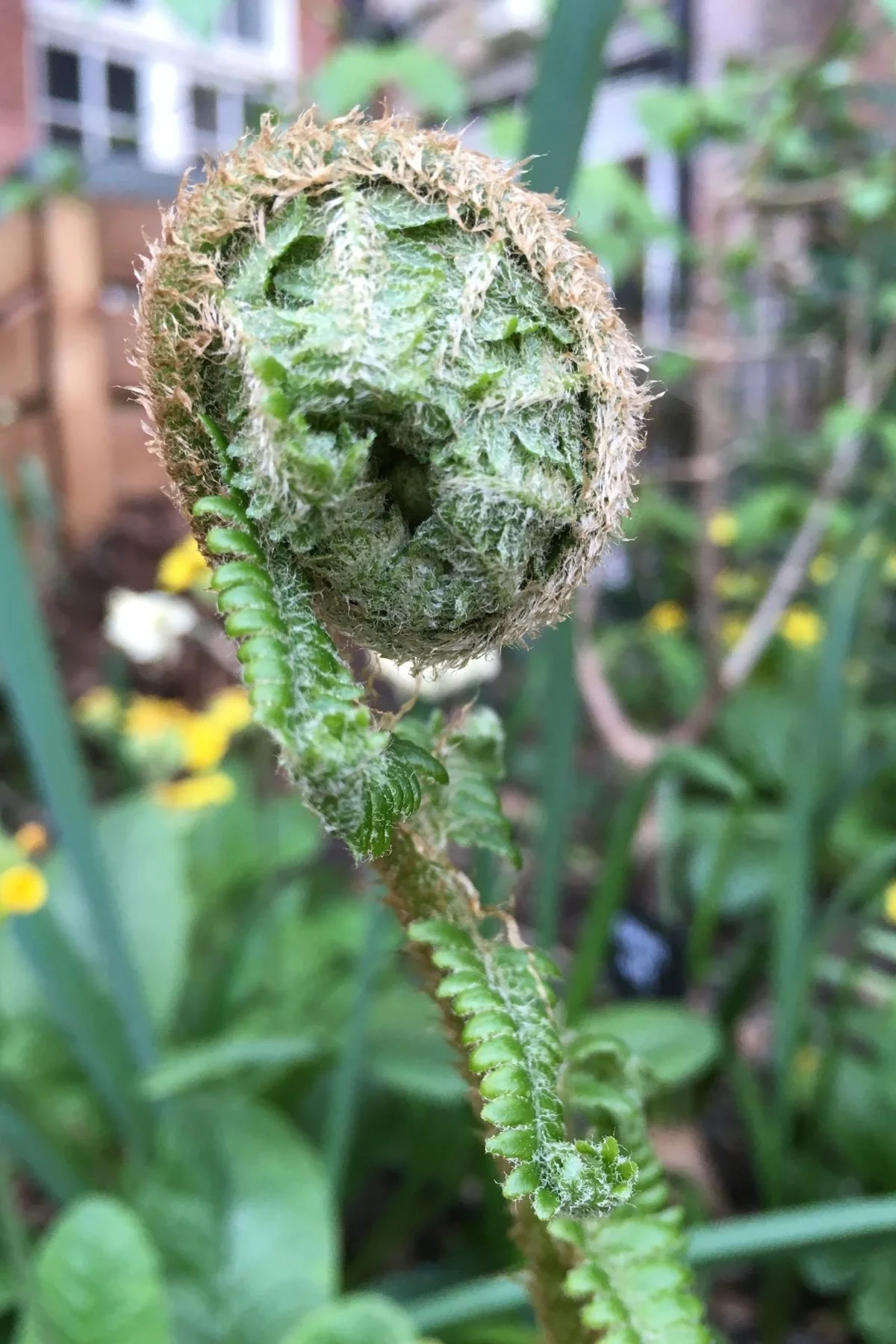 Close-up of a fern frond unfurling in the Southwood garden at St James's Piccadilly with blurred green background of foliage.