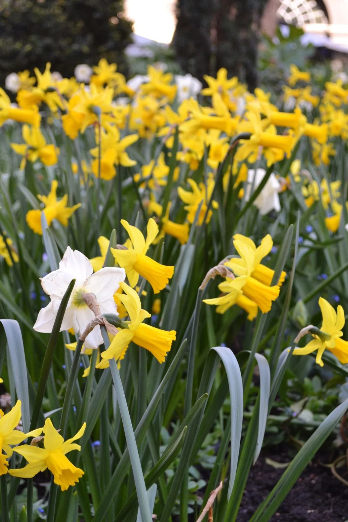 Vibrant yellow daffodils and a few white daffodil flowers among green leafy foliage in the Southwood Garden at St James Piccadilly.
