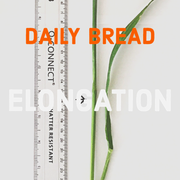 Close-up of a plant stem next to a ruler, with text overlay reading 'Daily Bread' in orange and 'Elongation' in white.