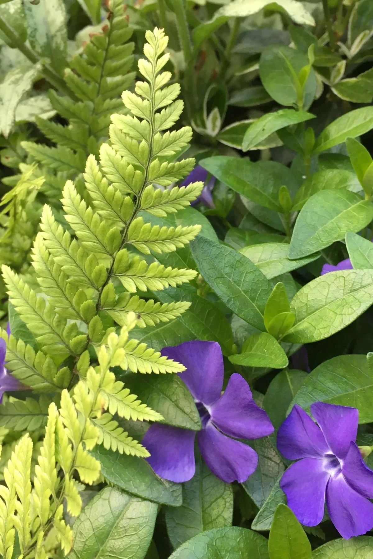 Close-up of green fern leaves and purple morning glory flowers among green foliage in the Southwood Garden on St James's Piccadilly.