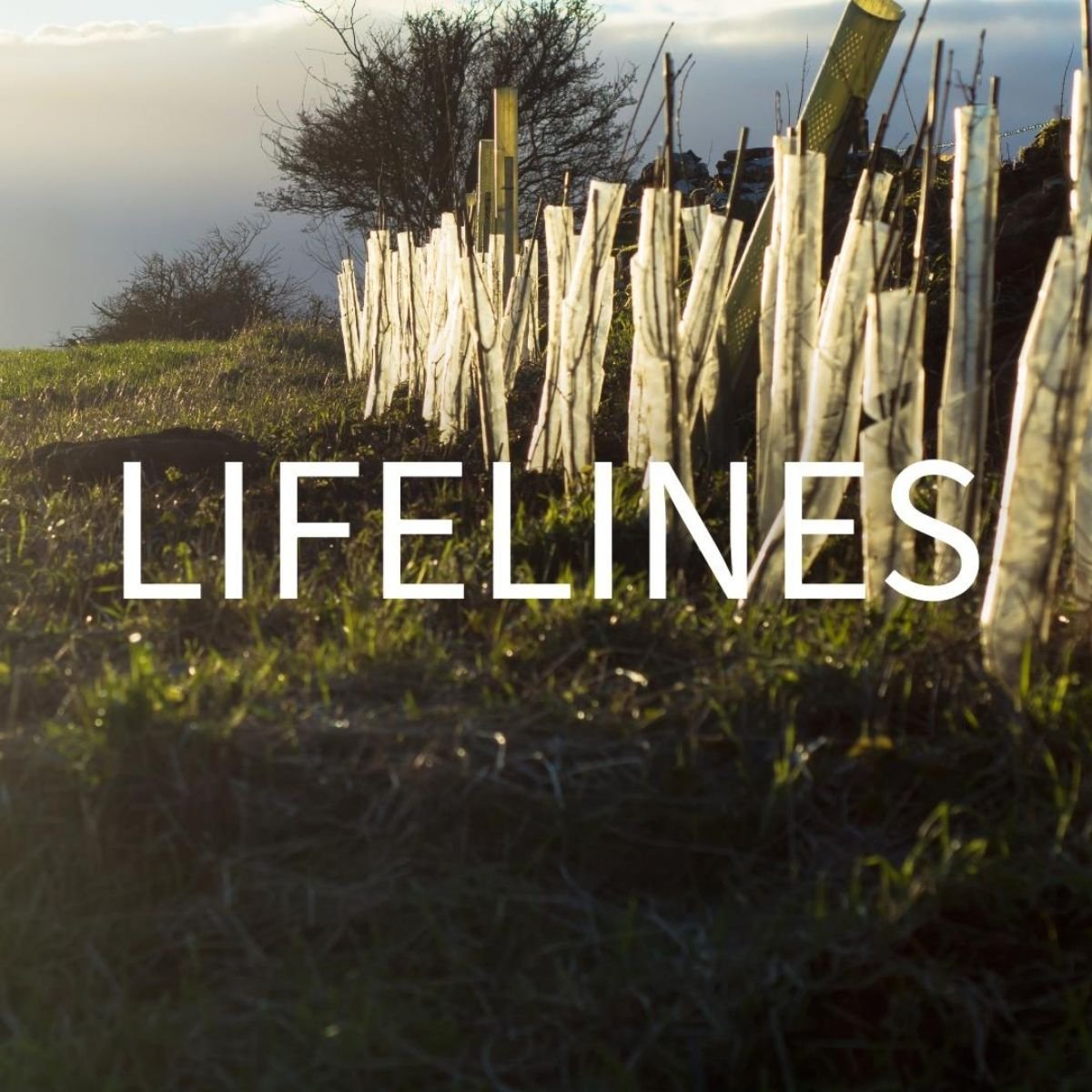 Lifeline logo, square.jpg