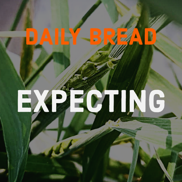 Close-up of corn plants in a field with overlaid text reading 'Daily Bread Expecting'.