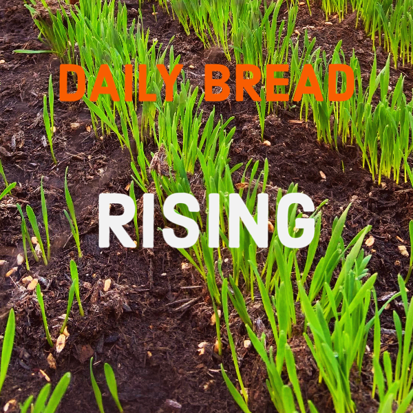 Growing green grass or crop seedlings emerging from dark soil with the words "Daily Bread Rising" overlaid.