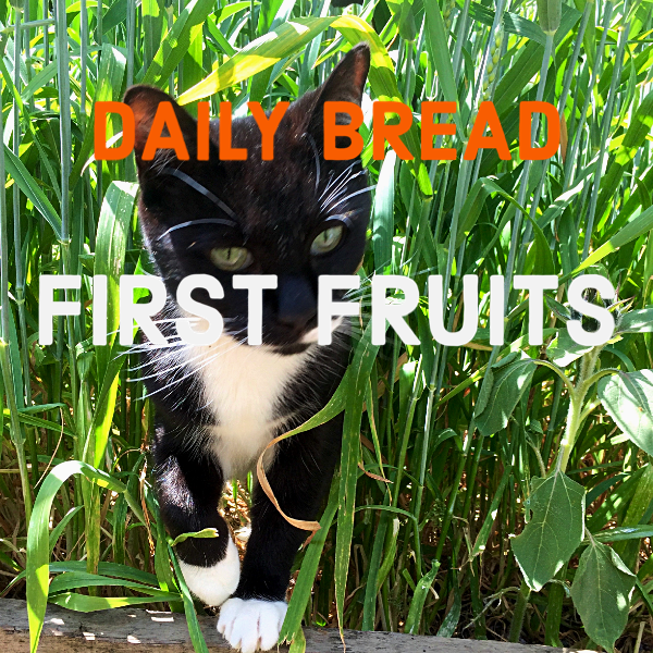 A black and white cat walking through tall green corn plants with overlaid text that reads 'DAILY BREAD' in orange and 'FIRST FRUITS' in white.