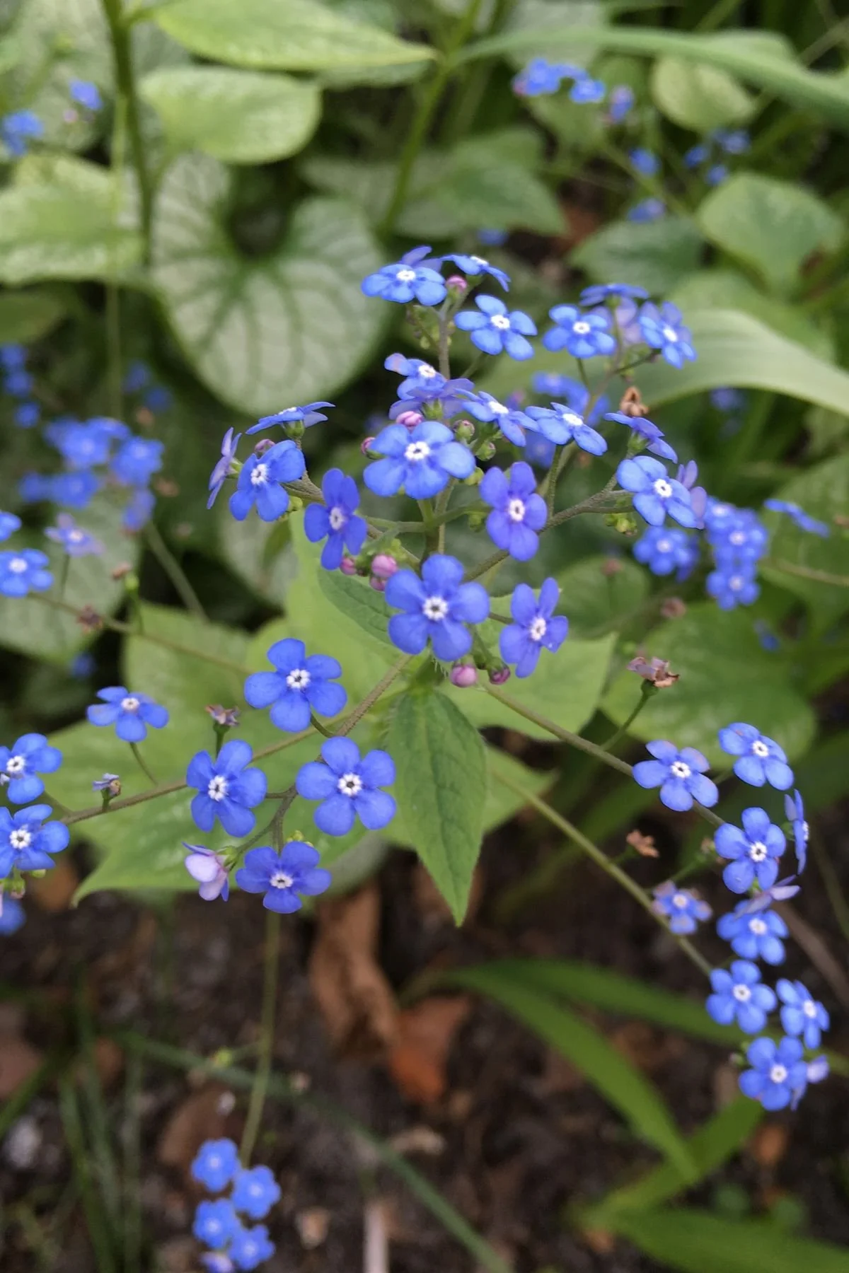 Close-up of small blue forget-me-not flowers with white centers blooming among green foliage in the Southwood Garden at St James's Piccadilly.