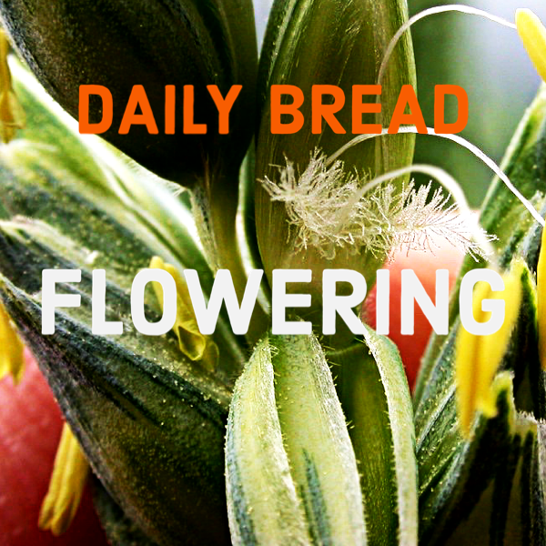 Close-up of a pineapple plant with ripe pineapple fruit, flower buds, and leaves, with overlaid text reading 'Daily Bread Flowering'.