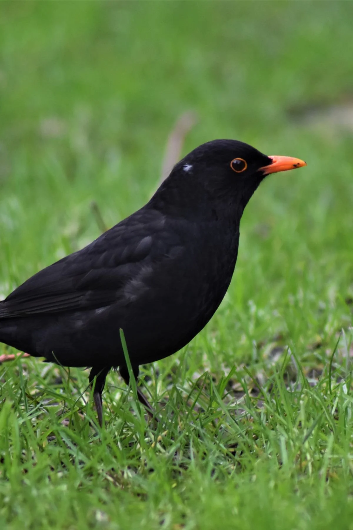 A closeup of a blackbird with an orange beak standing the grass in the Southwood Garden on St James's Piccadilly. 