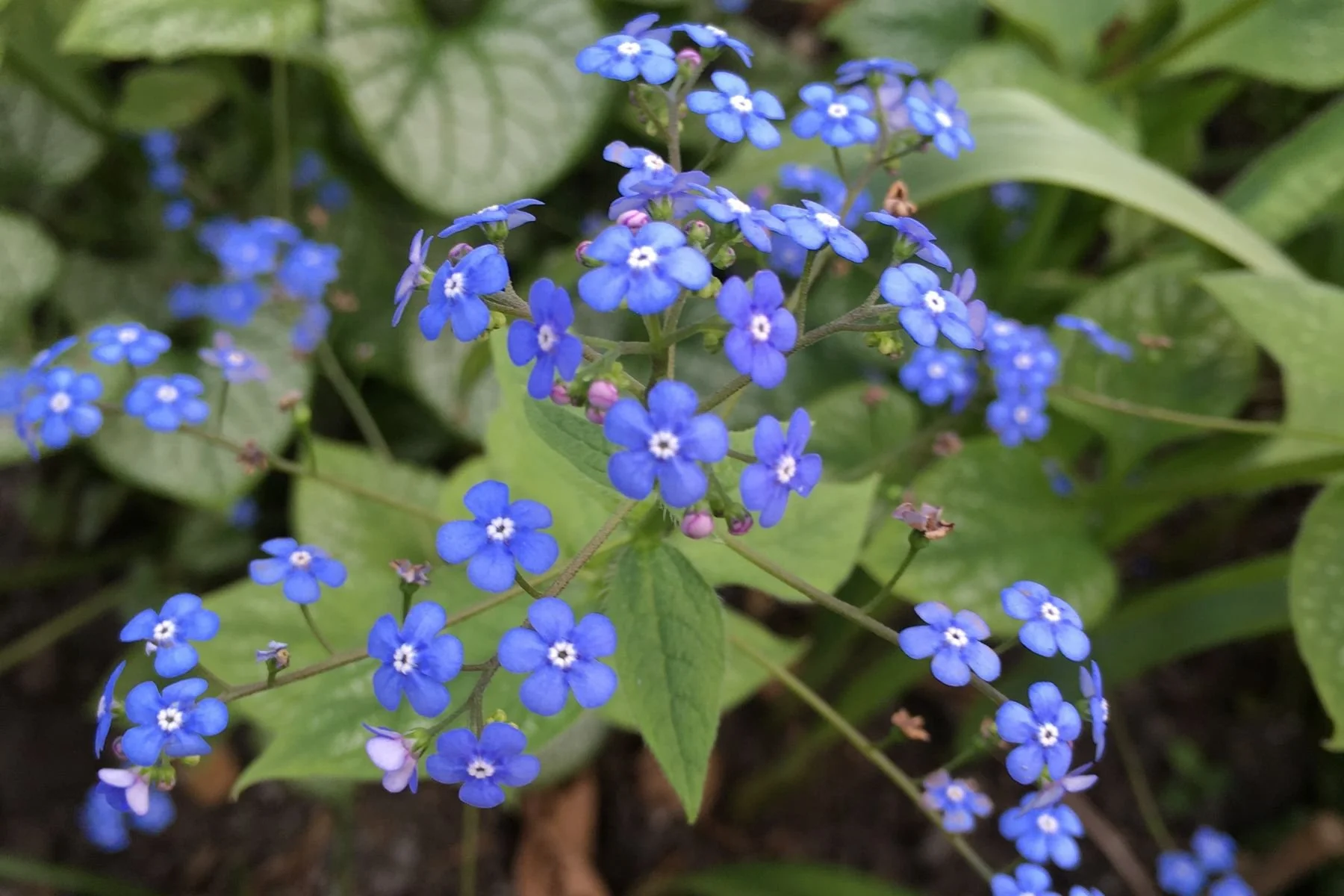 June Eco-Contemplative Liturgy 