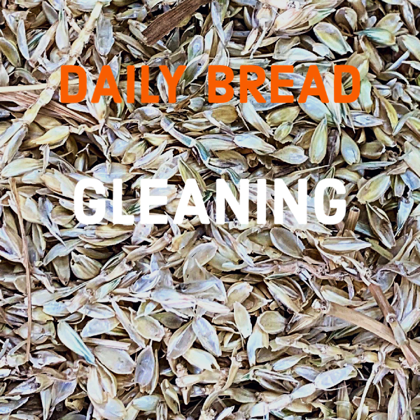 Close-up of dried sunflower seeds with text overlay that says 'Daily Bread Gleaning'.