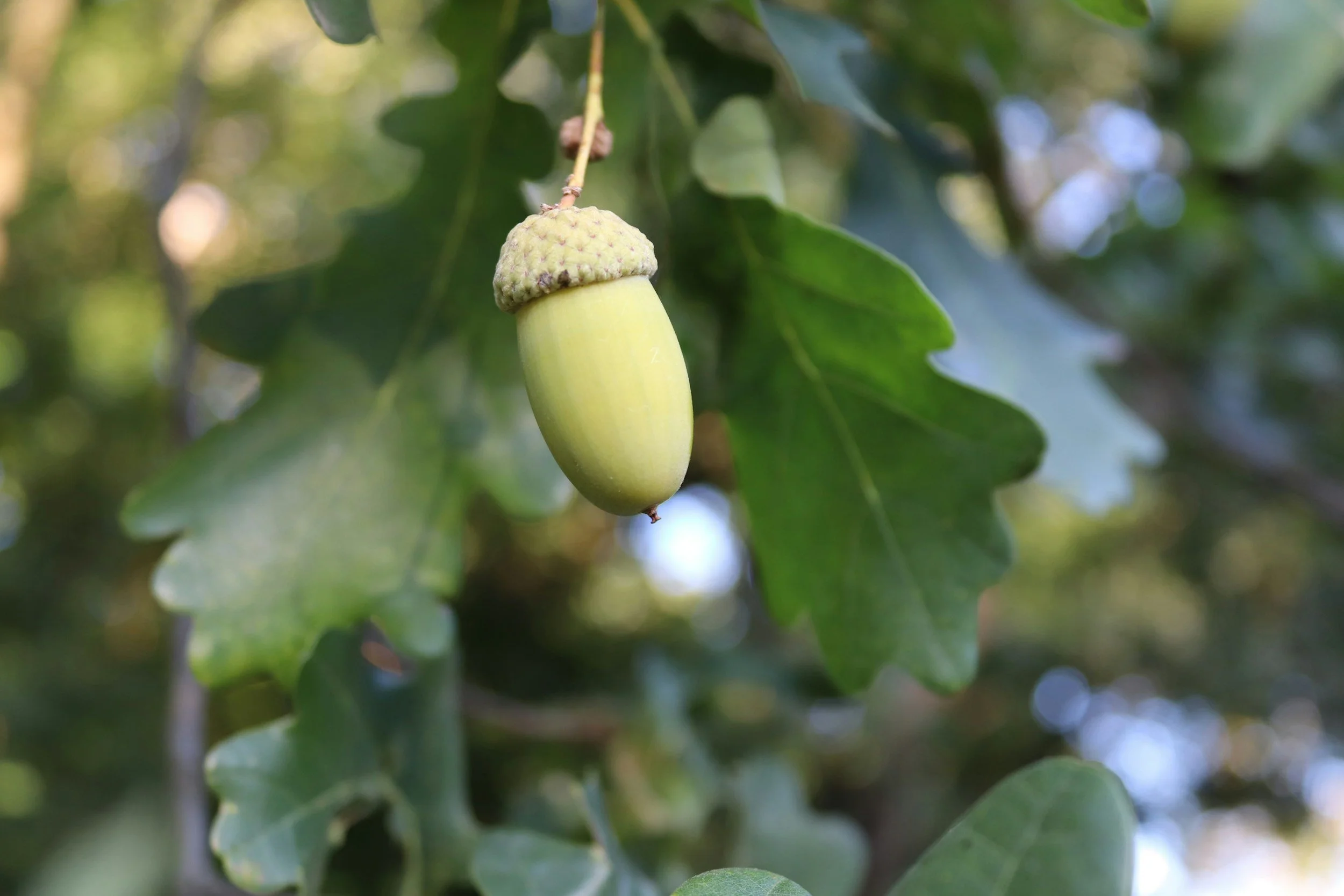An acorn hanging from a branch surrounded by green oak leaves.