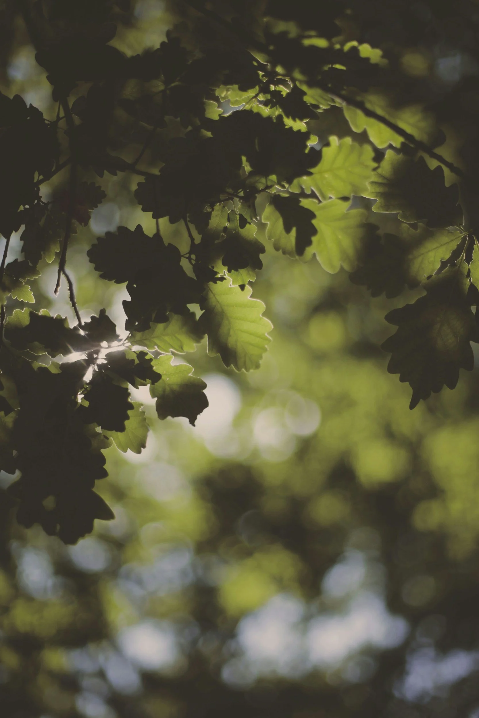 Sunlight filtering through green tree leaves, creating a dappled light effect.