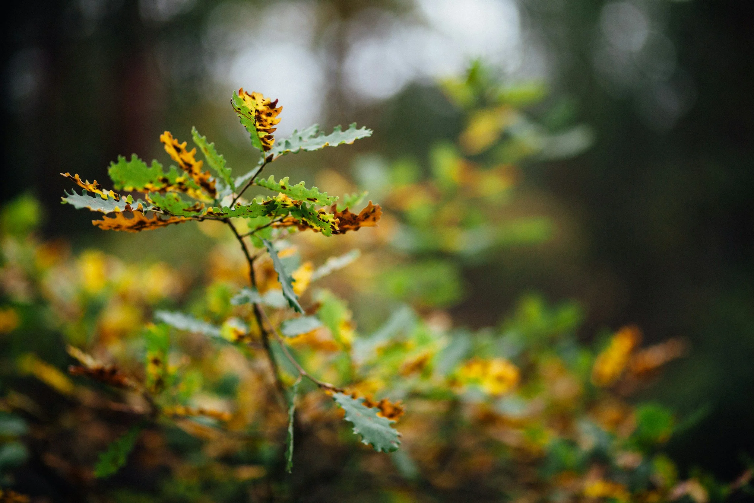 Close-up of a branch with green and brown variegated oak leaves in a forest with blurred background.