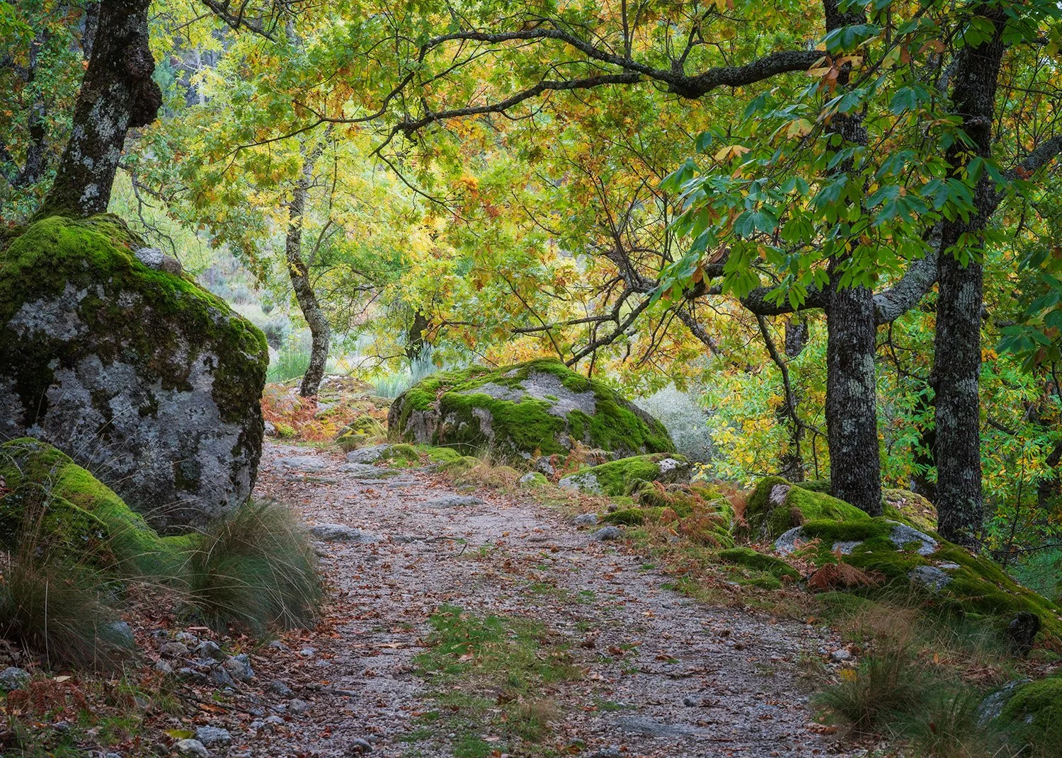A winding trail through ancient, moss-covered boulders on the road to Poço do Inferno. The soft light filtering through the autumn canopy creates a sense of quiet mystery and timelessness.