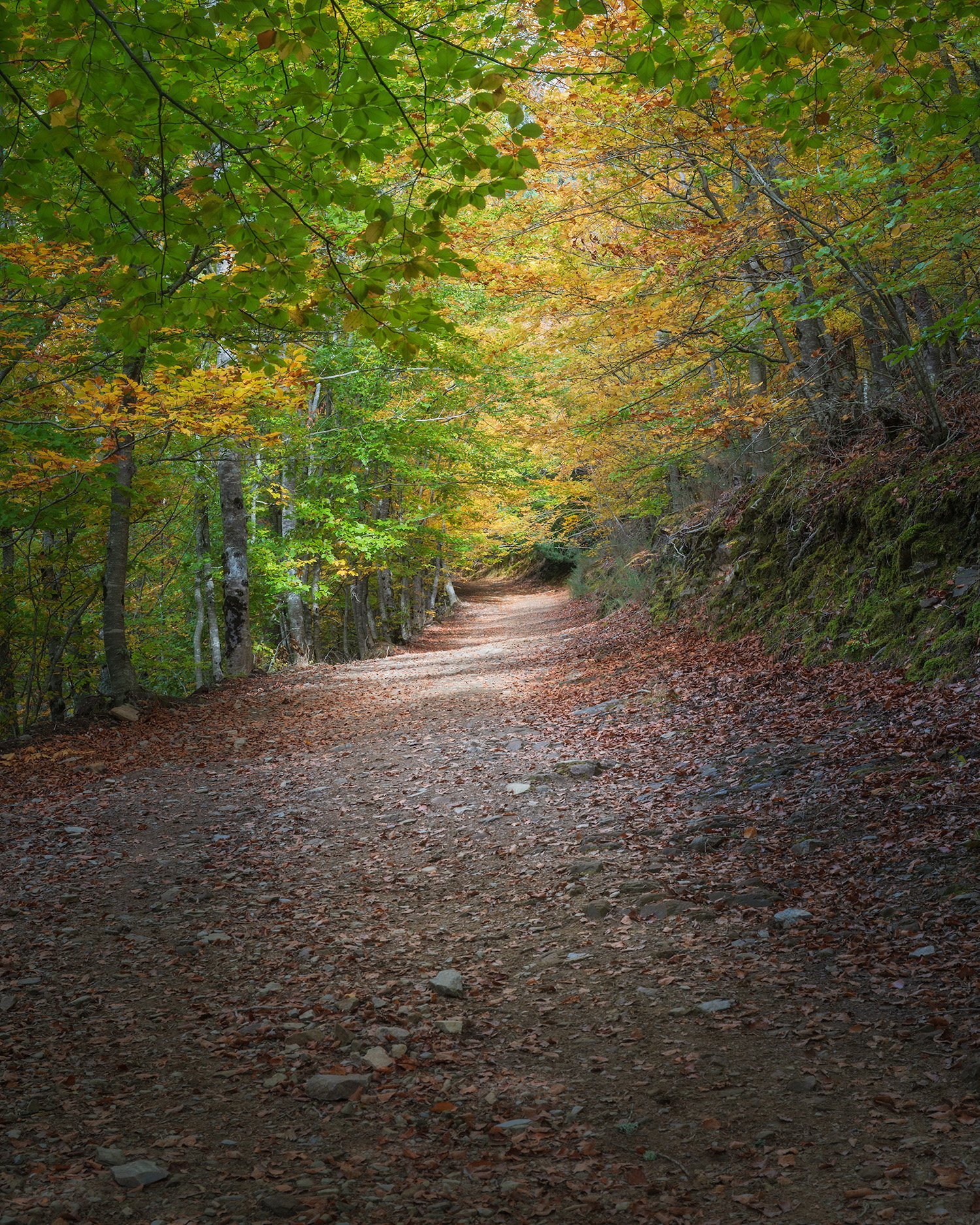 Morning light illuminates a golden corridor along the Rota das Faias. This composition invites the viewer to walk through the rustling leaves and experience the immersive atmosphere of Portugal’s most famous beech forest.