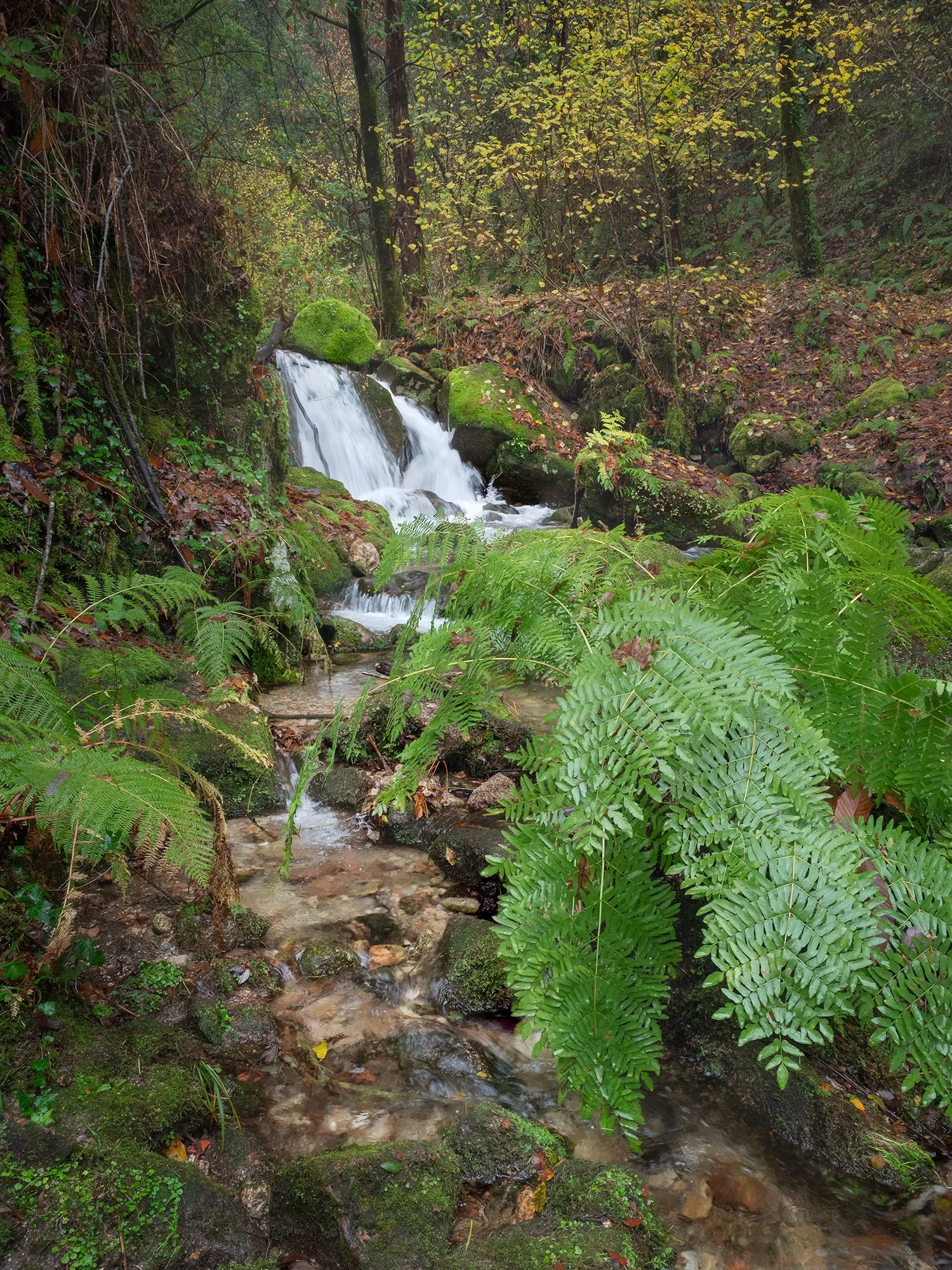 A lush, intimate glimpse into the forest’s heart. Vibrant green ferns frame a gentle waterfall, creating a sense of private discovery. The mossy rocks and soft light perfectly capture the quiet stillness of the woodland.
