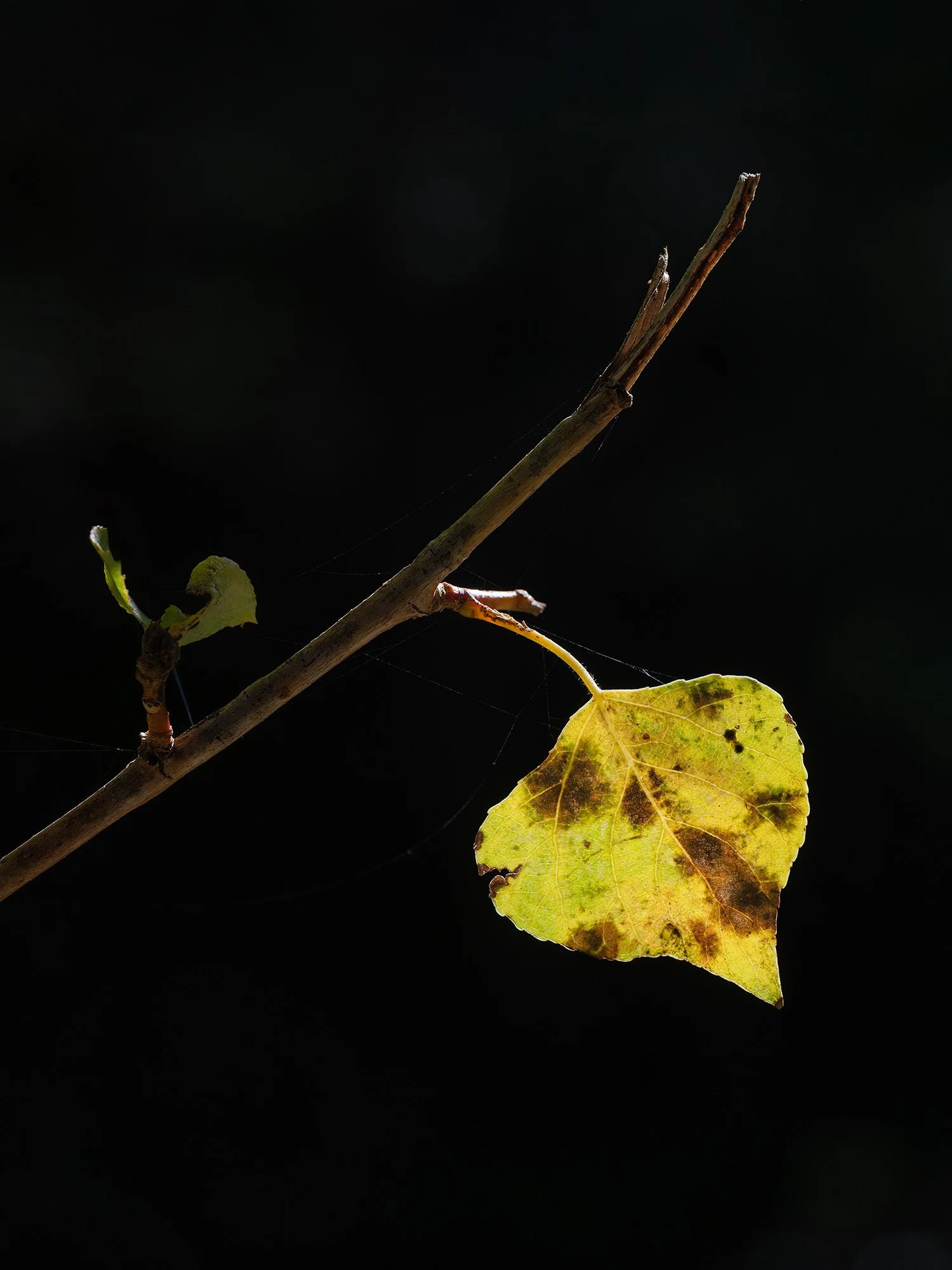 A minimalist perspective on the changing seasons. By focusing on a single backlit leaf against a dark forest backdrop, this image highlights the fragile beauty and translucent colors of fall.