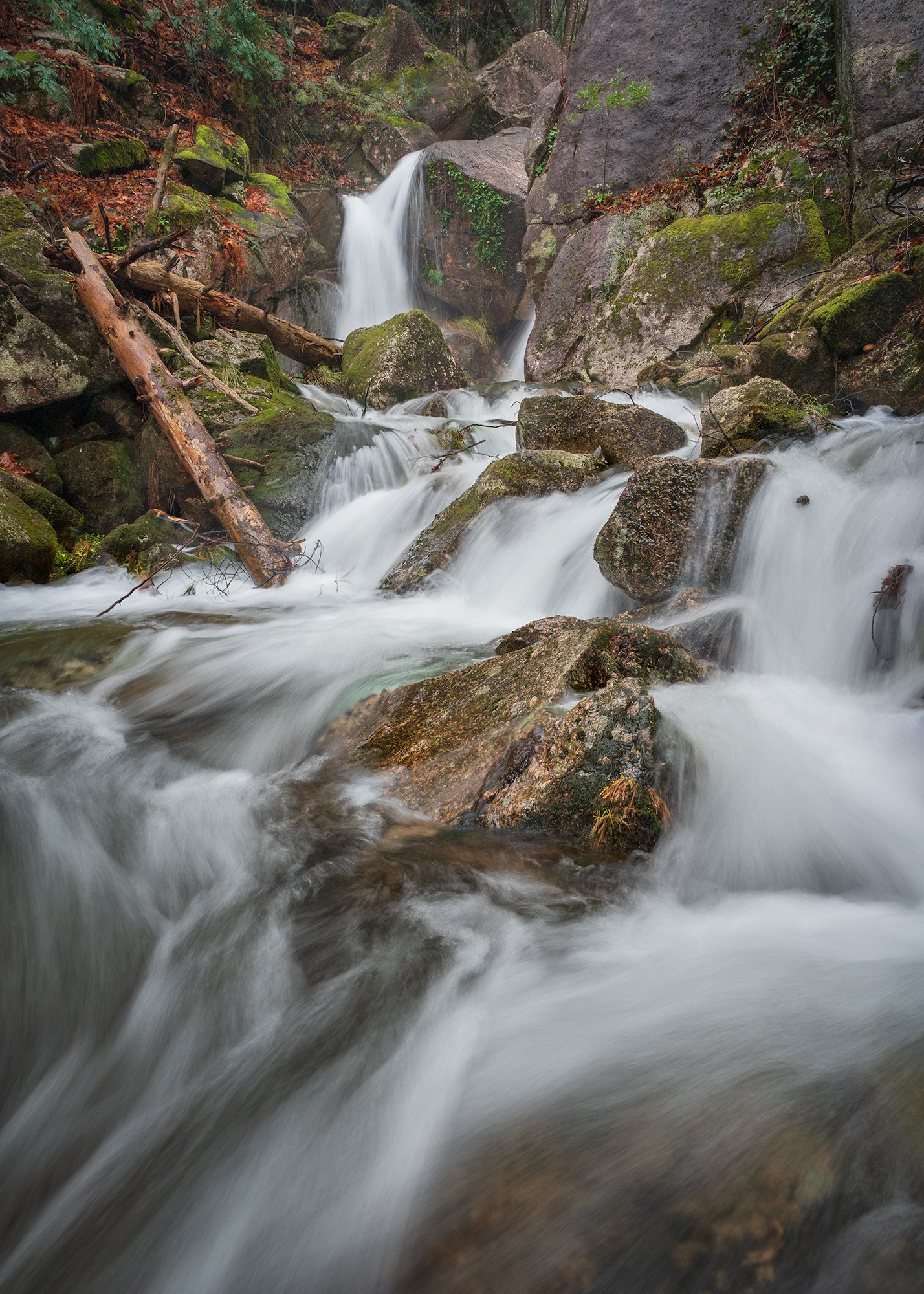 This shot captures the fluid energy of the forest in motion. By using a long exposure, the rushing stream is transformed into silken ribbons that weave through a rugged landscape of weathered timber and mossy stone.