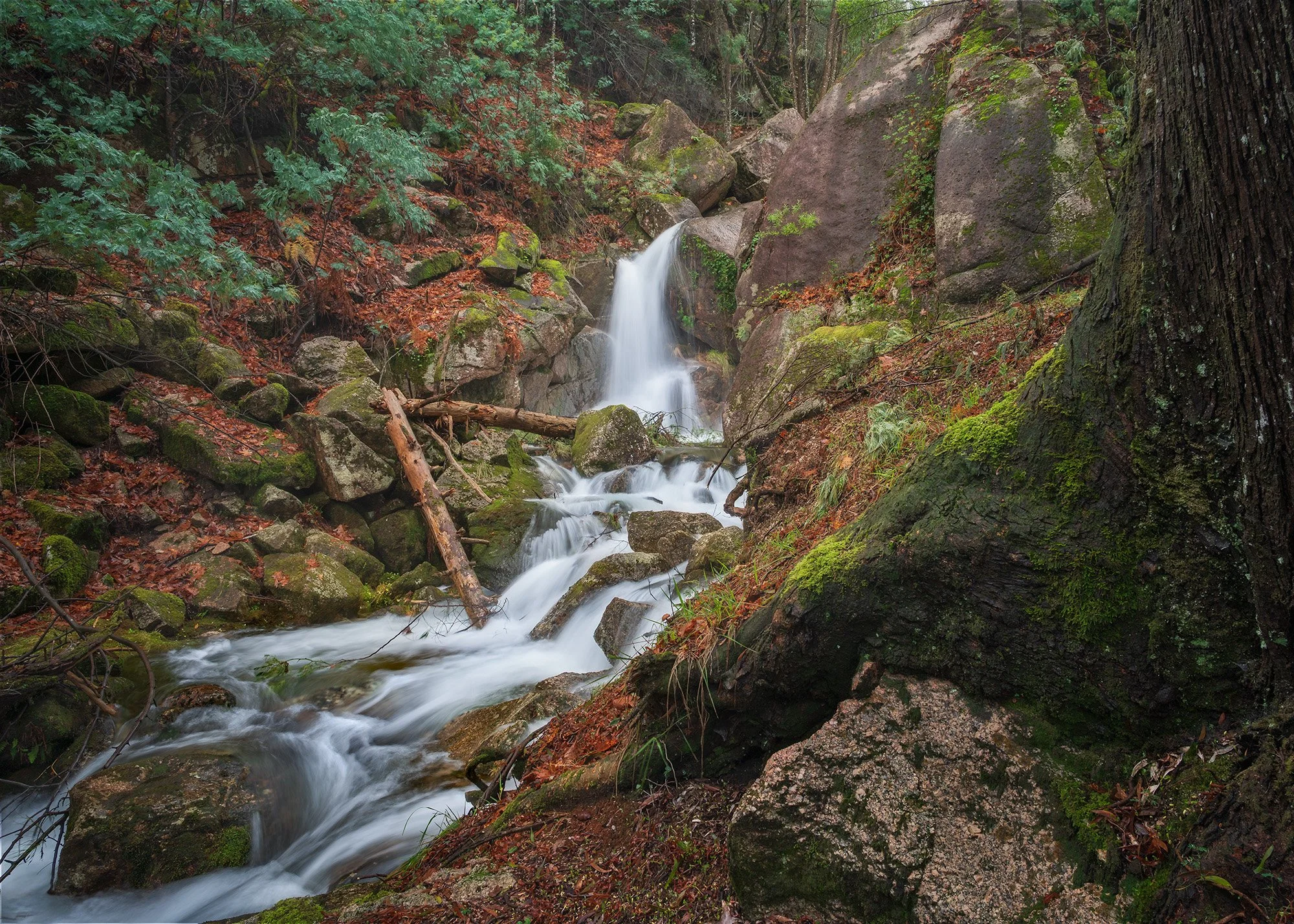An ancient, moss-covered trunk provides a powerful natural frame for this cascading falls. The composition highlights the rich textures of the forest floor, from the rough bark to the vibrant carpet of fallen copper leaves.
