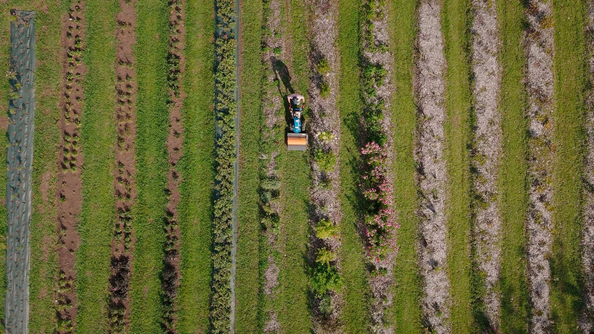Lombardia - Il Campo dei Fiori