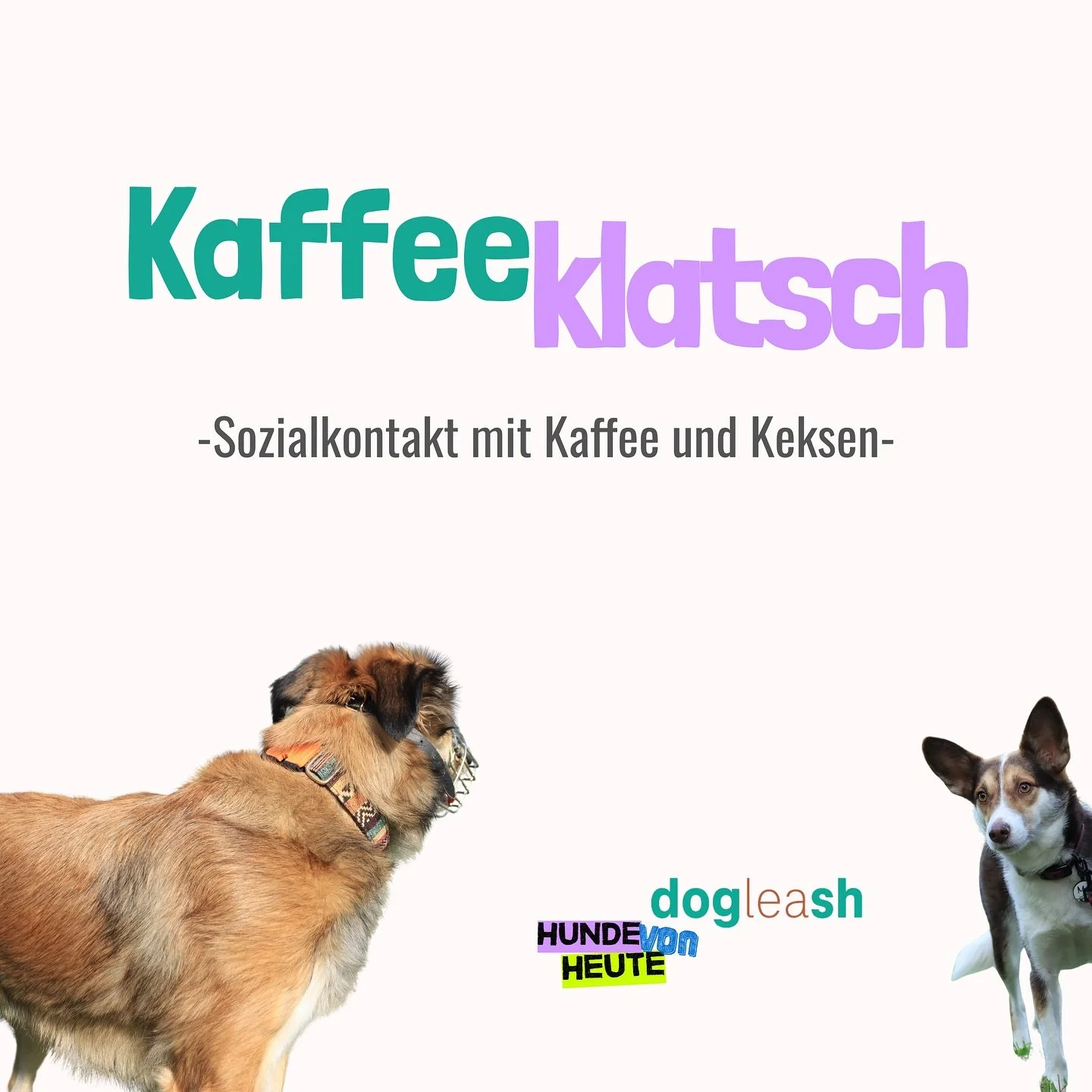 KAFFEEKLATSCH! Nach unseren regul&auml;ren Sozialkontaktstunden &ouml;ffnen wir den Hundeplatz in K&ouml;ln f&uuml;r eine besondere Runde:
Eine entspannte Sozialkontaktstunde f&uuml;r Hunde, die wir bereits kennen &ndash; aus dem Einzeltraining, Grup