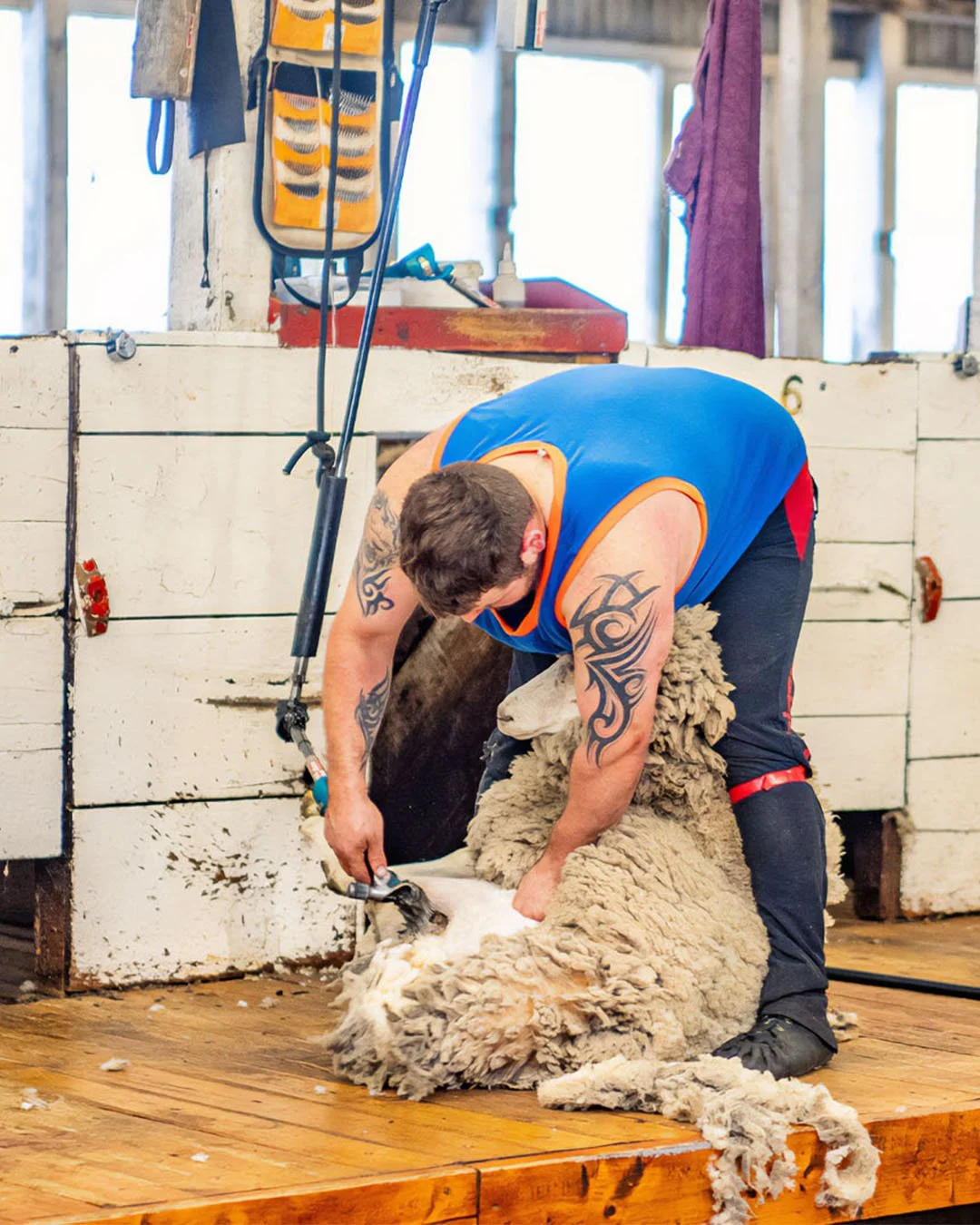 Falkland Shears | Port Howard, Falkland Islands