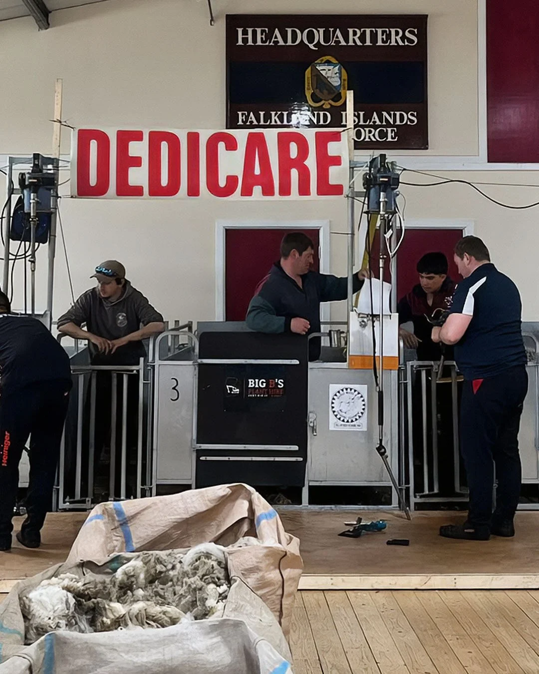 Falkland Shears Annual Shearing and Wool Handling Competition | Dedicare | Falkland Islands