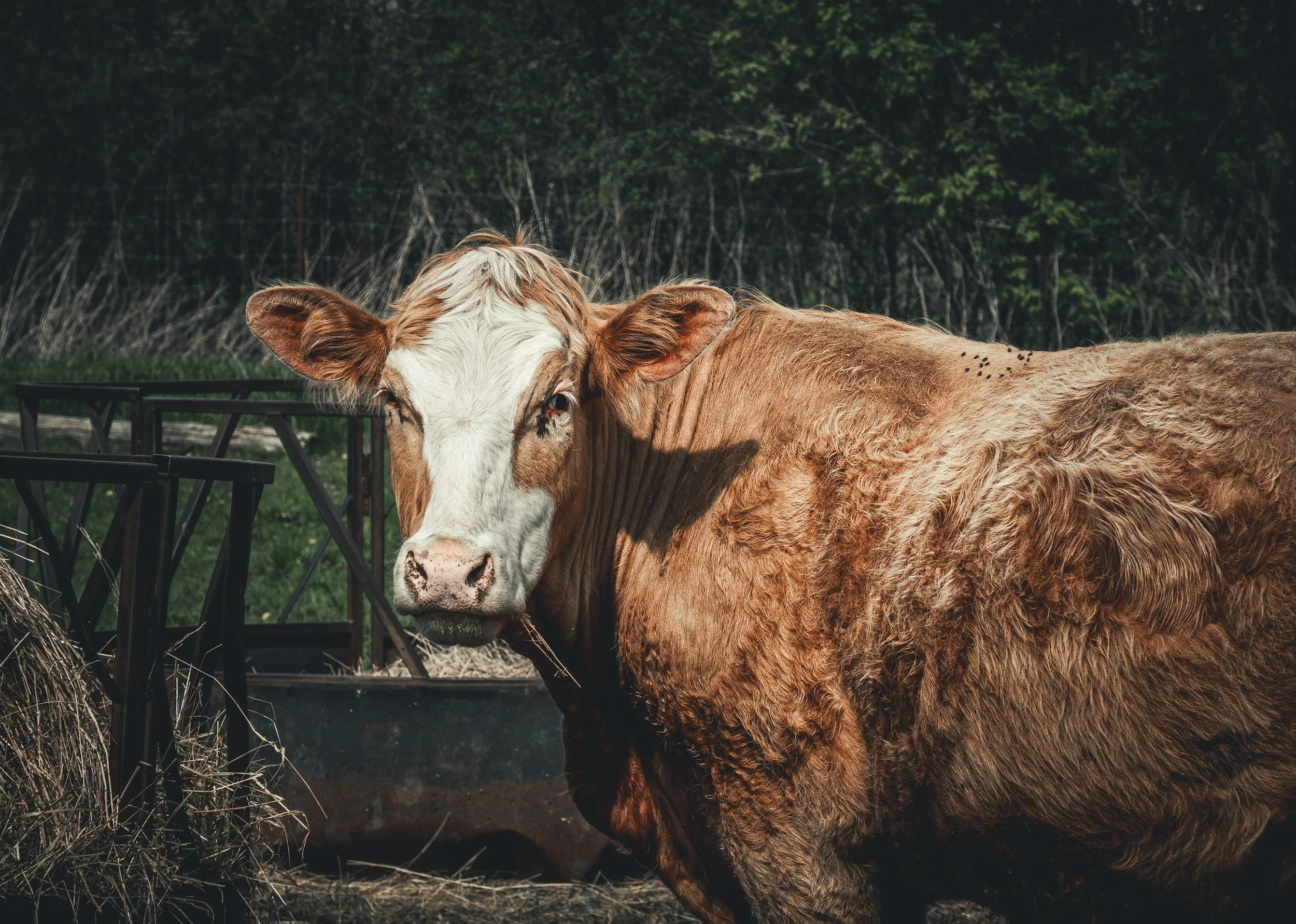 A brown and white cow standing next to a hay feeder in a field, with trees in the background.