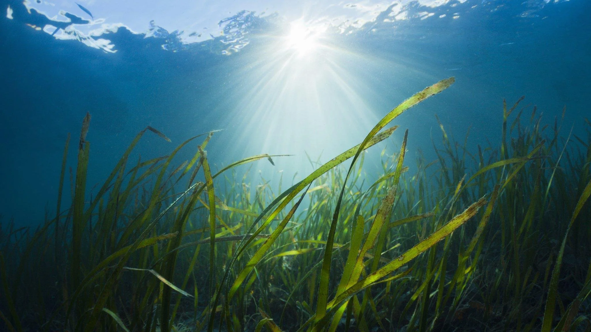 Sea grass dappled in light