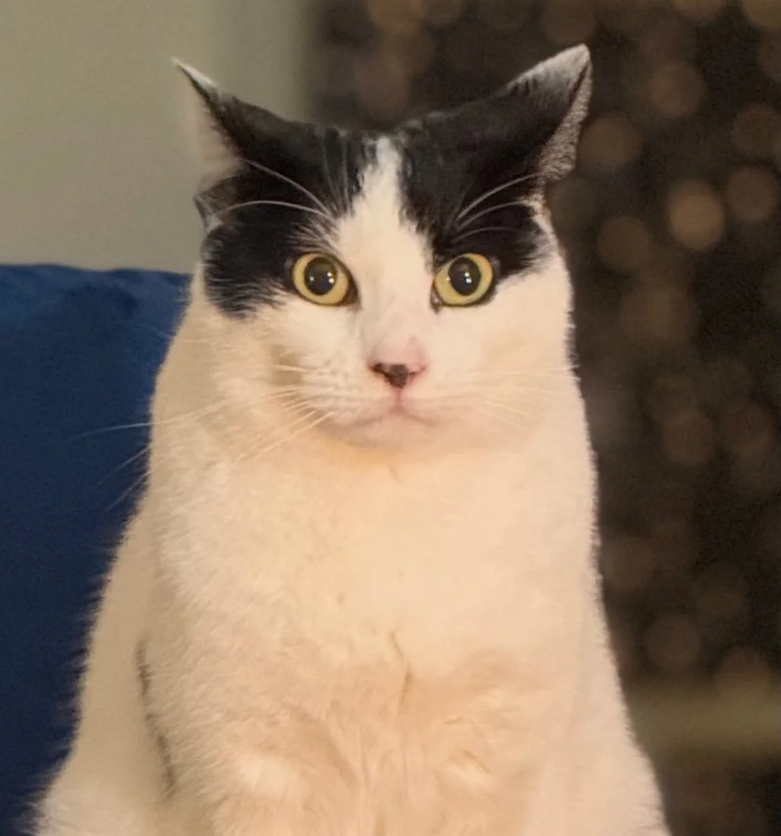 Same energy.. Poppi is beautiful but stares like Balok.. #poppi #startrek #balok #thecorbomitemaneuver #clinthoward