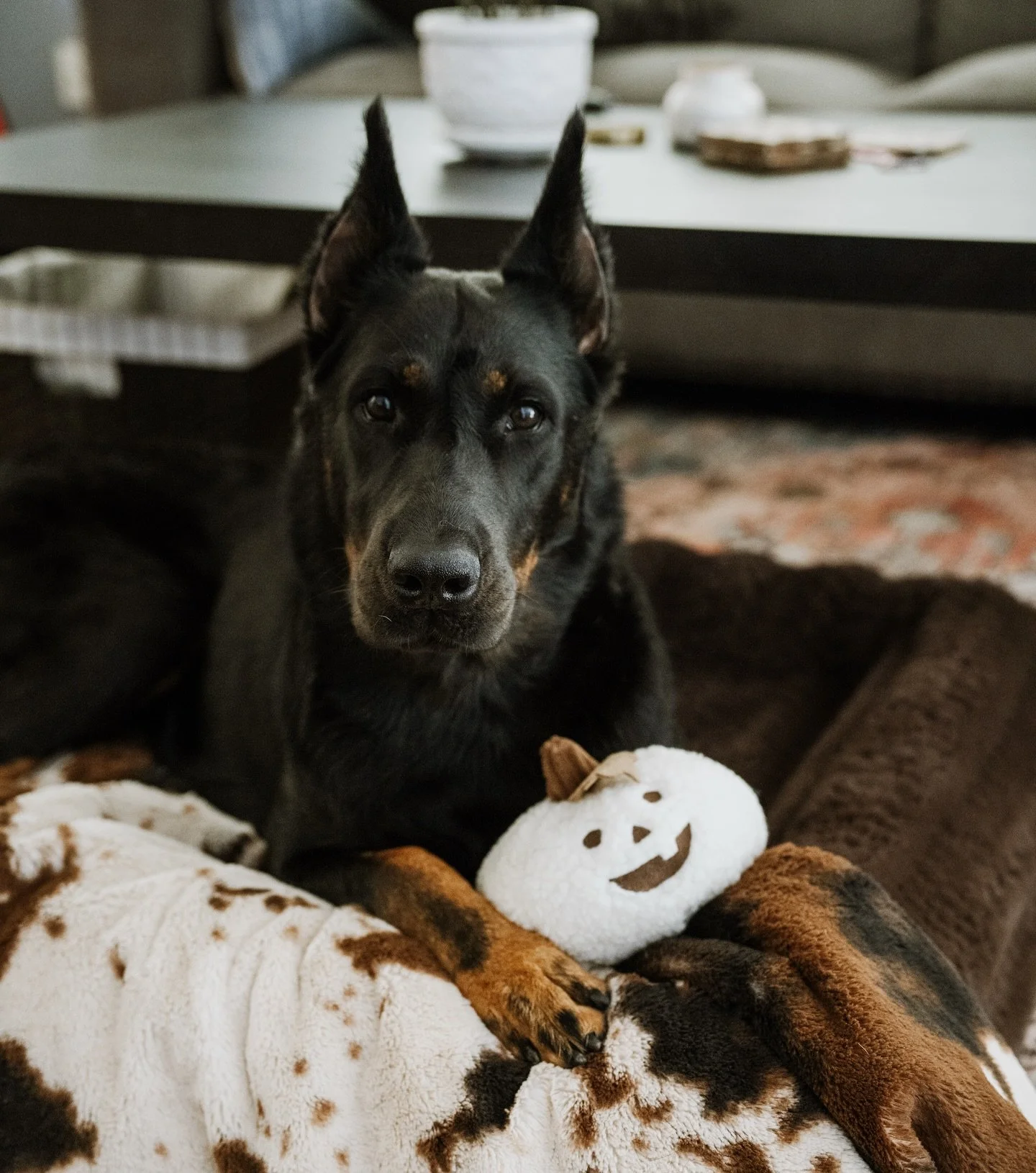 What's everyone doing for Halloween?