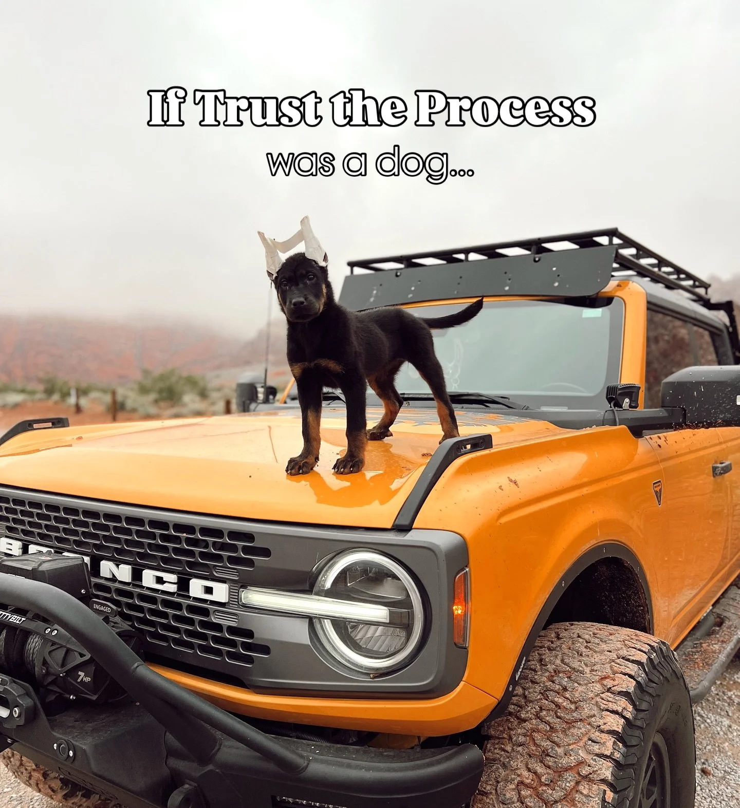 And she's ONLY 2?! 🤍 These slow burn breeds really keep ya on your toes 😅😂 The 9 to 10 month difference blows me away. 
#akcshowdog