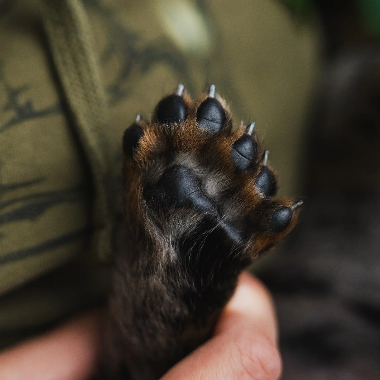 Beaucerons are polydactyls, meaning they have extra toe beans. This pup's look extraordinary. I feel like his rear dews are more connected than normal. Very intrigued to see what they look like as an adult! The second photo is of a more ordinary set 