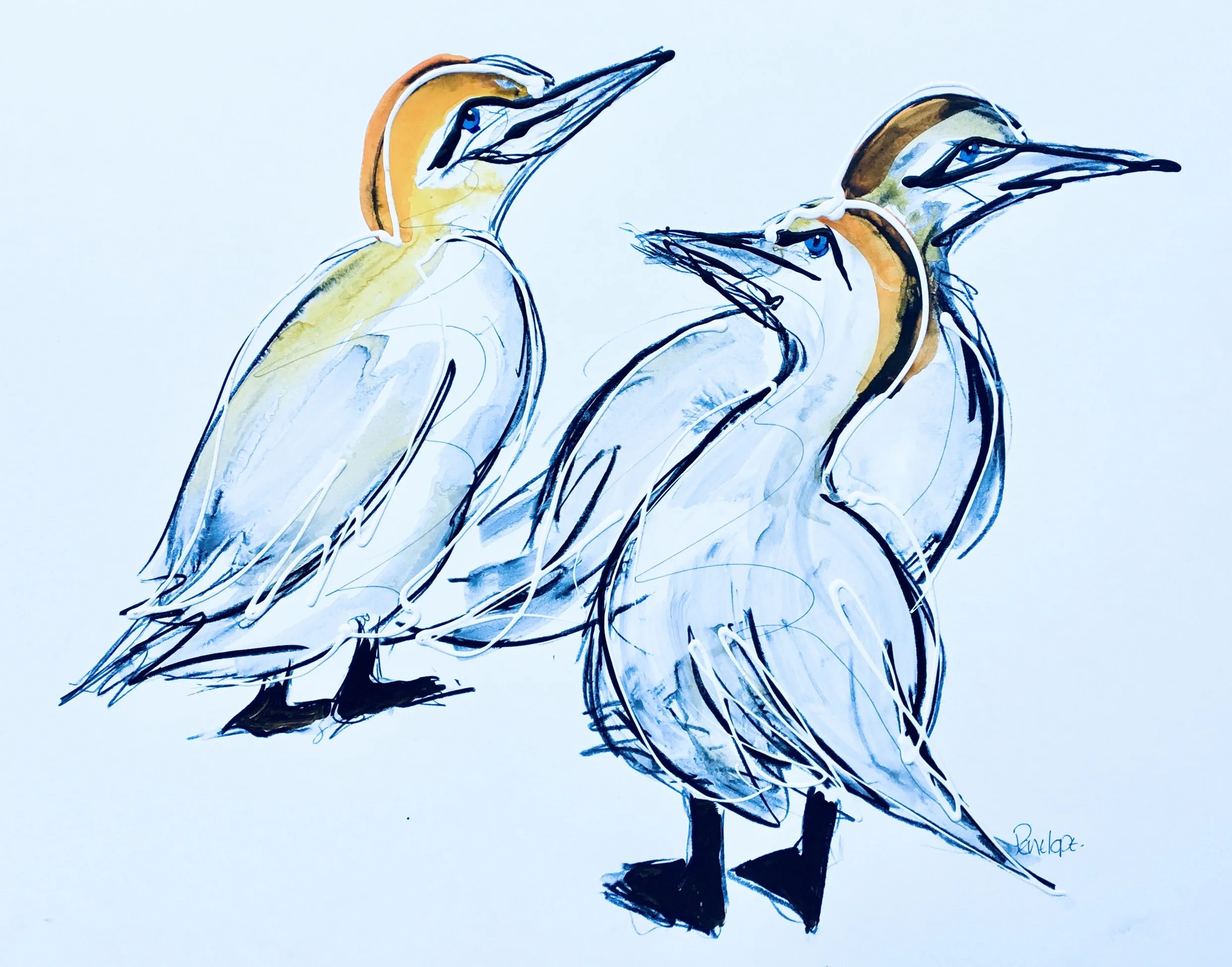 Three Gannets