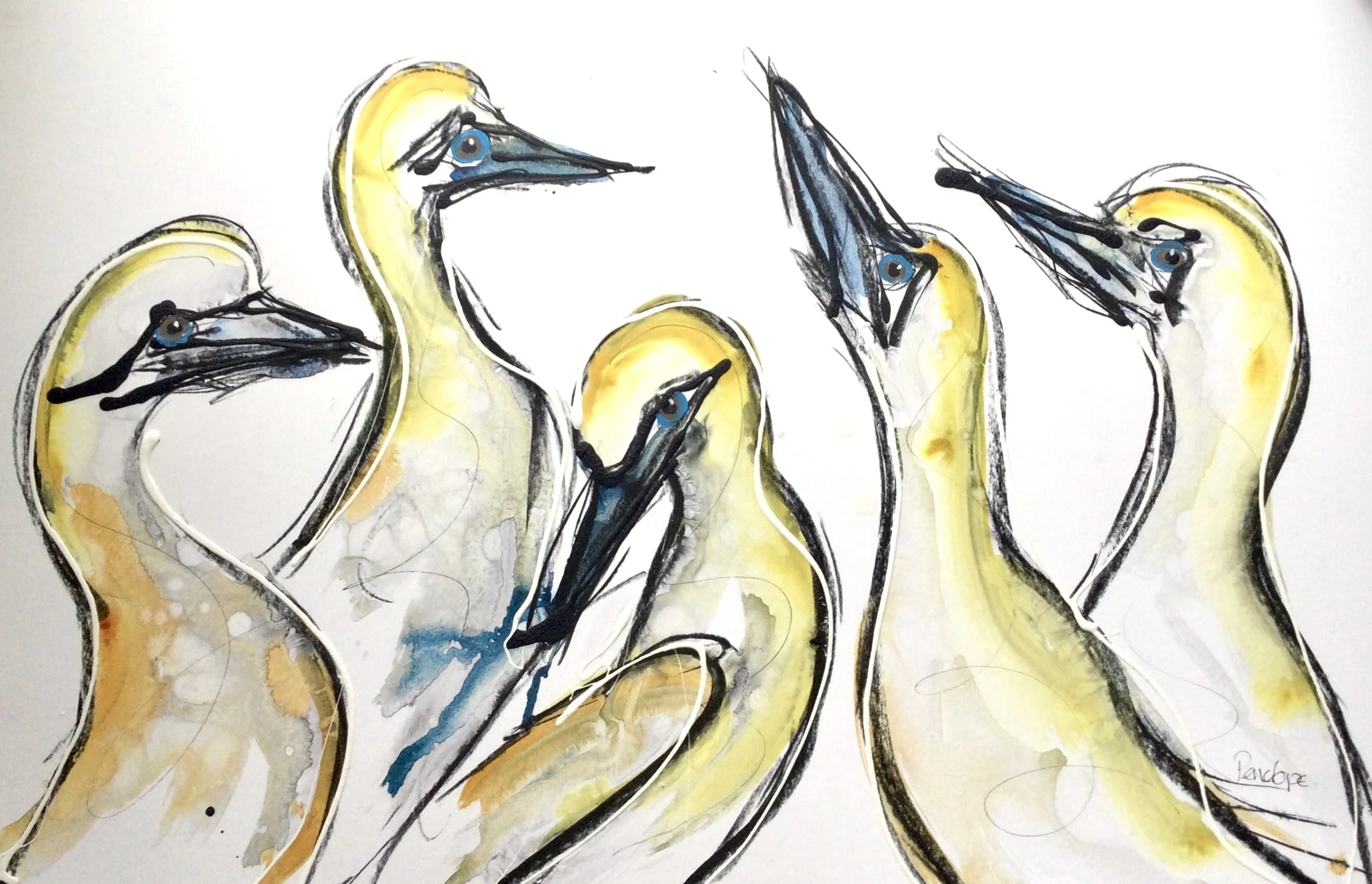 Gannets