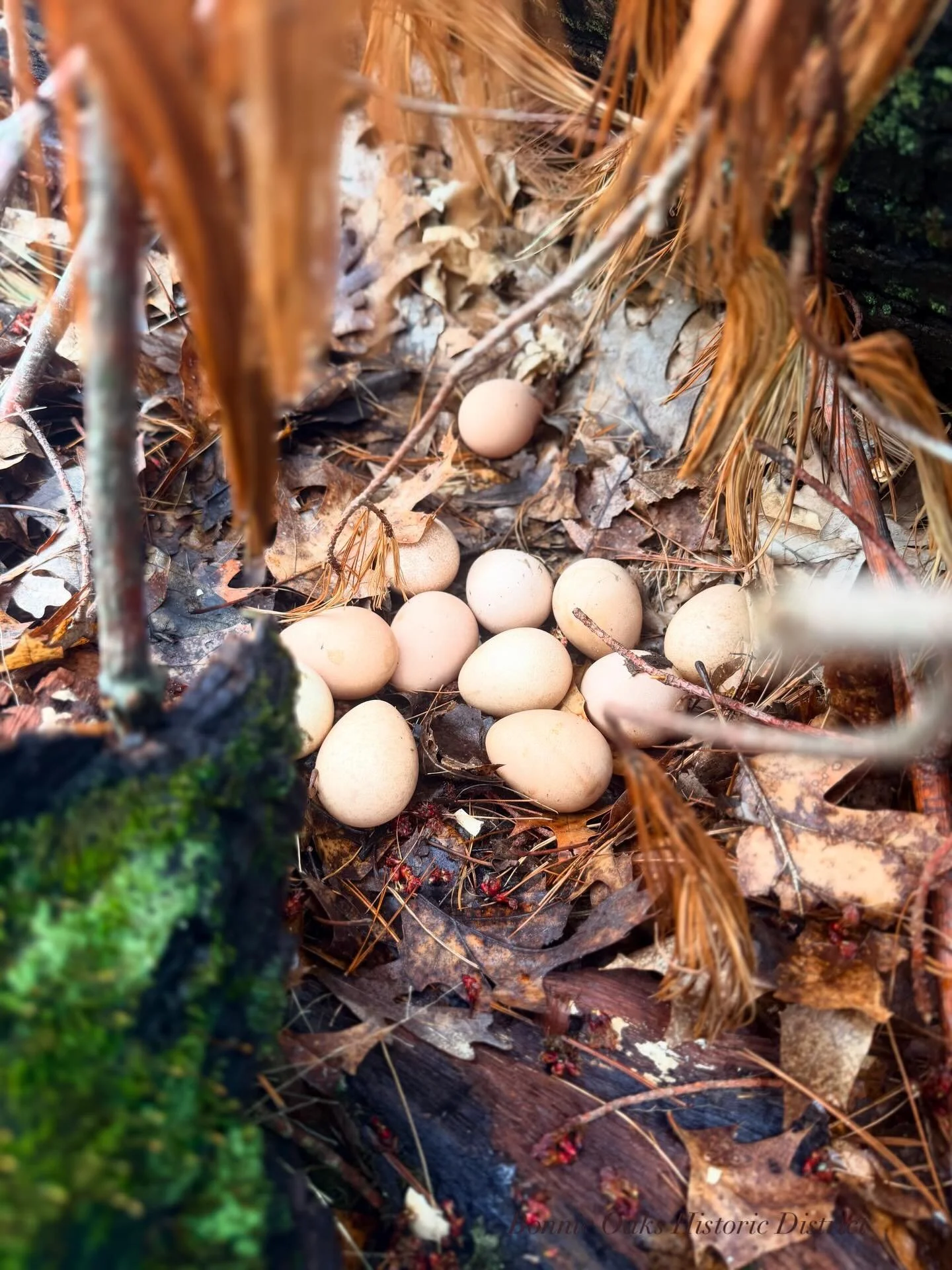 🤫 🪺We found your stash, you sweet little Guinea. Don&rsquo;t worry; we&rsquo;ll leave them be.