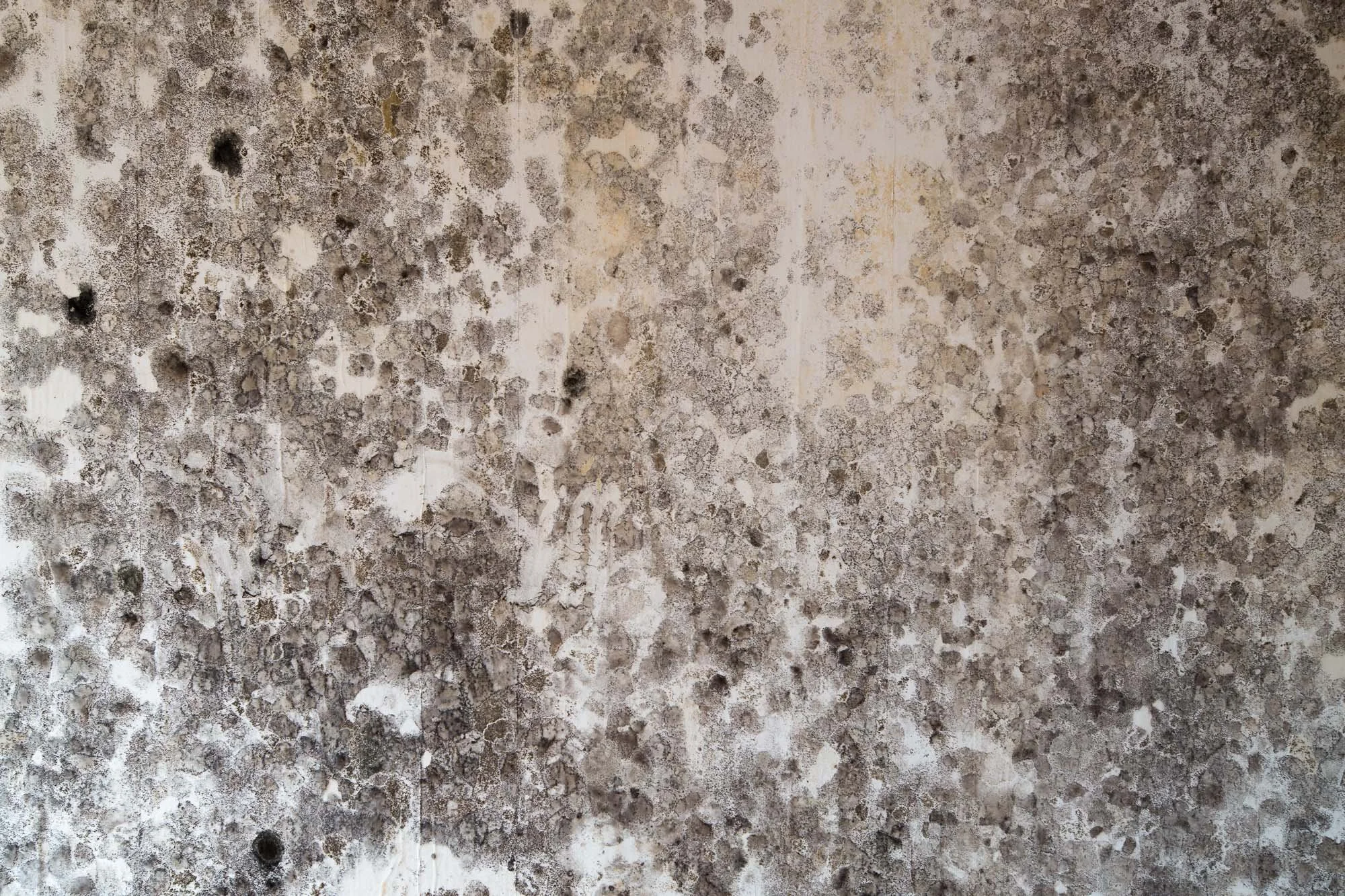 △ Kitchen Wall (2012). Mile End, London
