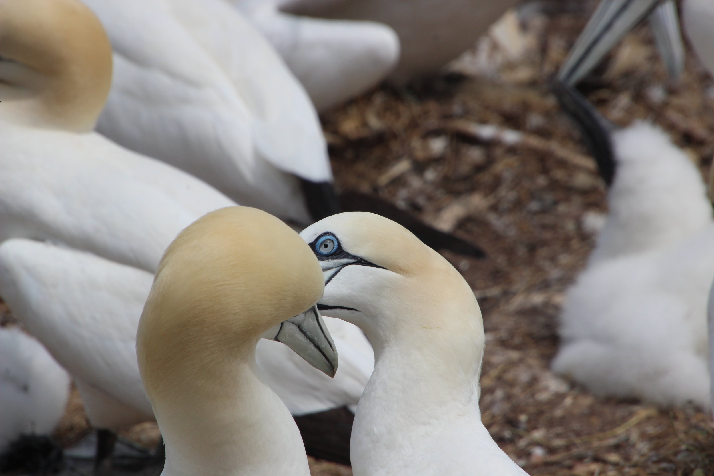 Le saviez-vous? Le fou de Bassan est une espèce très fidèle. Ils se choisissent un partenaire, qu'ils garderont pour la vie. Colonie de Fous de Bassan, île Bonaventure, Canada
