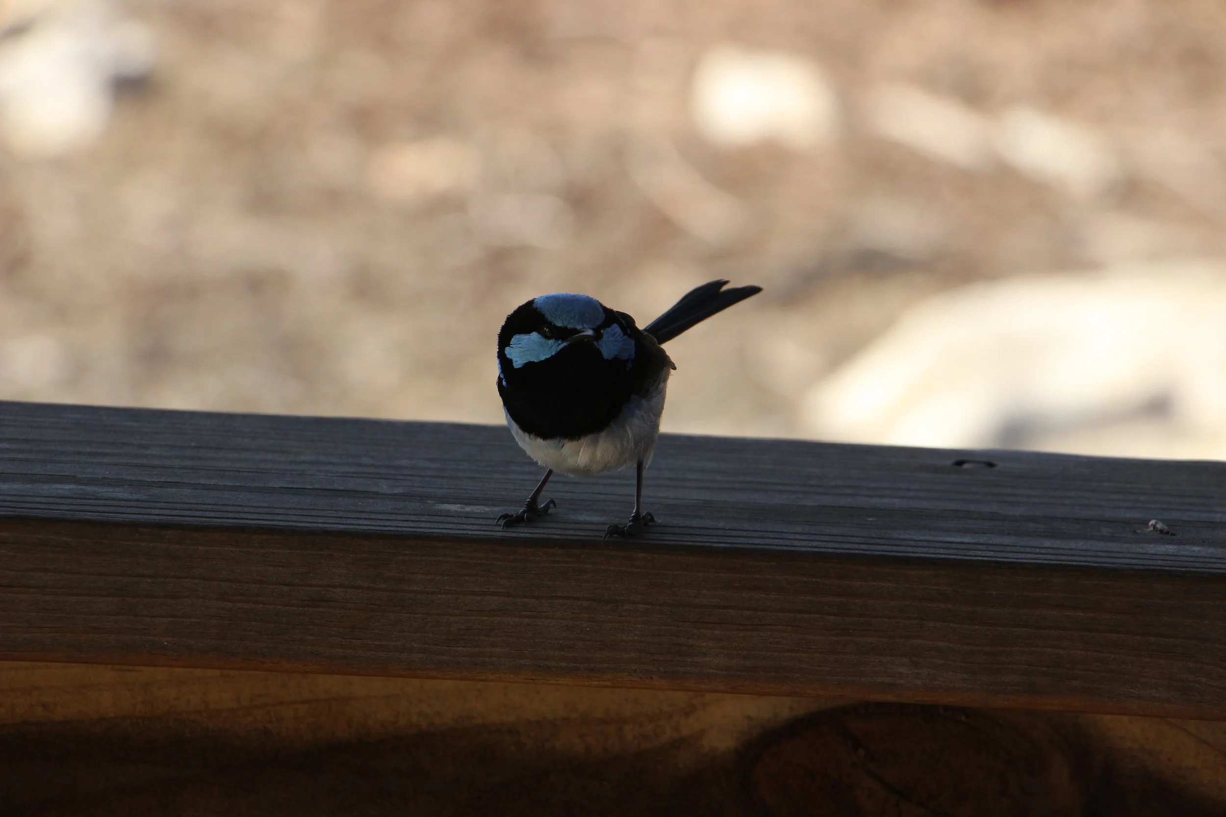Petit mérion curieux, Kangaroo Island