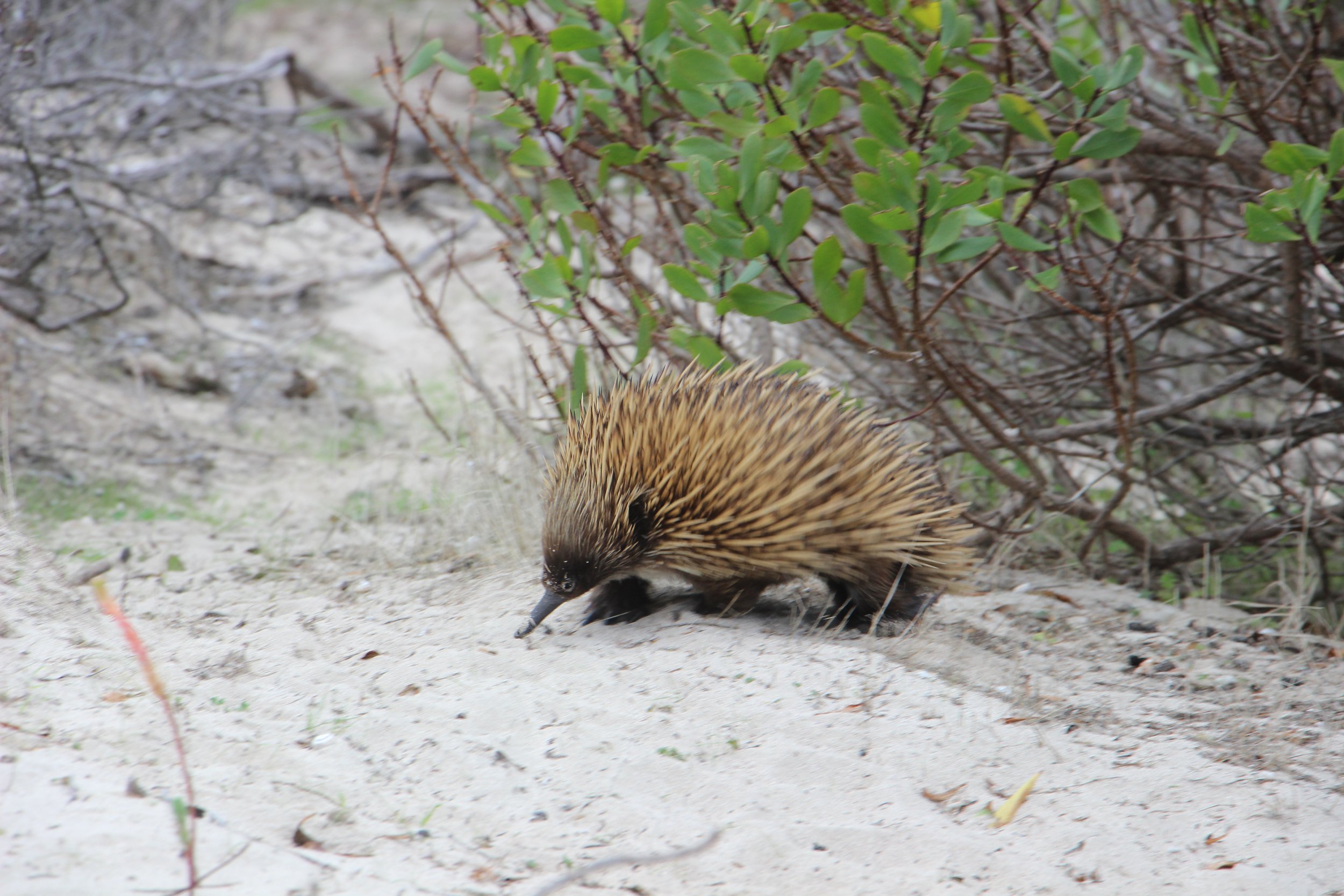 Echidné, Tasmanie