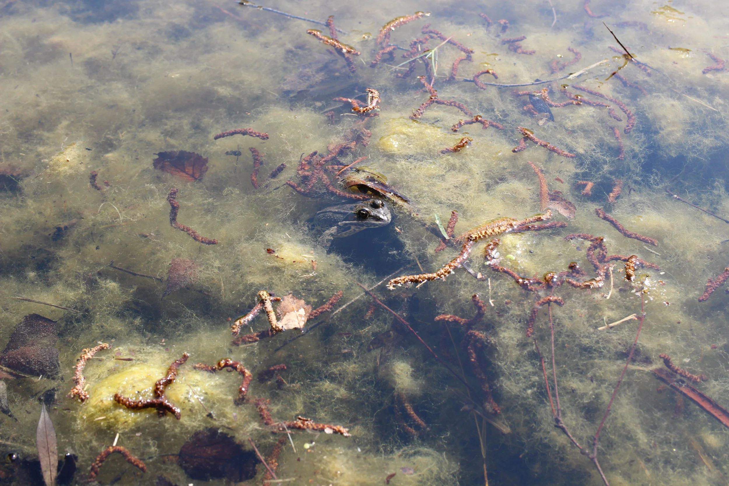 Grenouille jouant à cache cache dans un étang. Vaud, Suisse