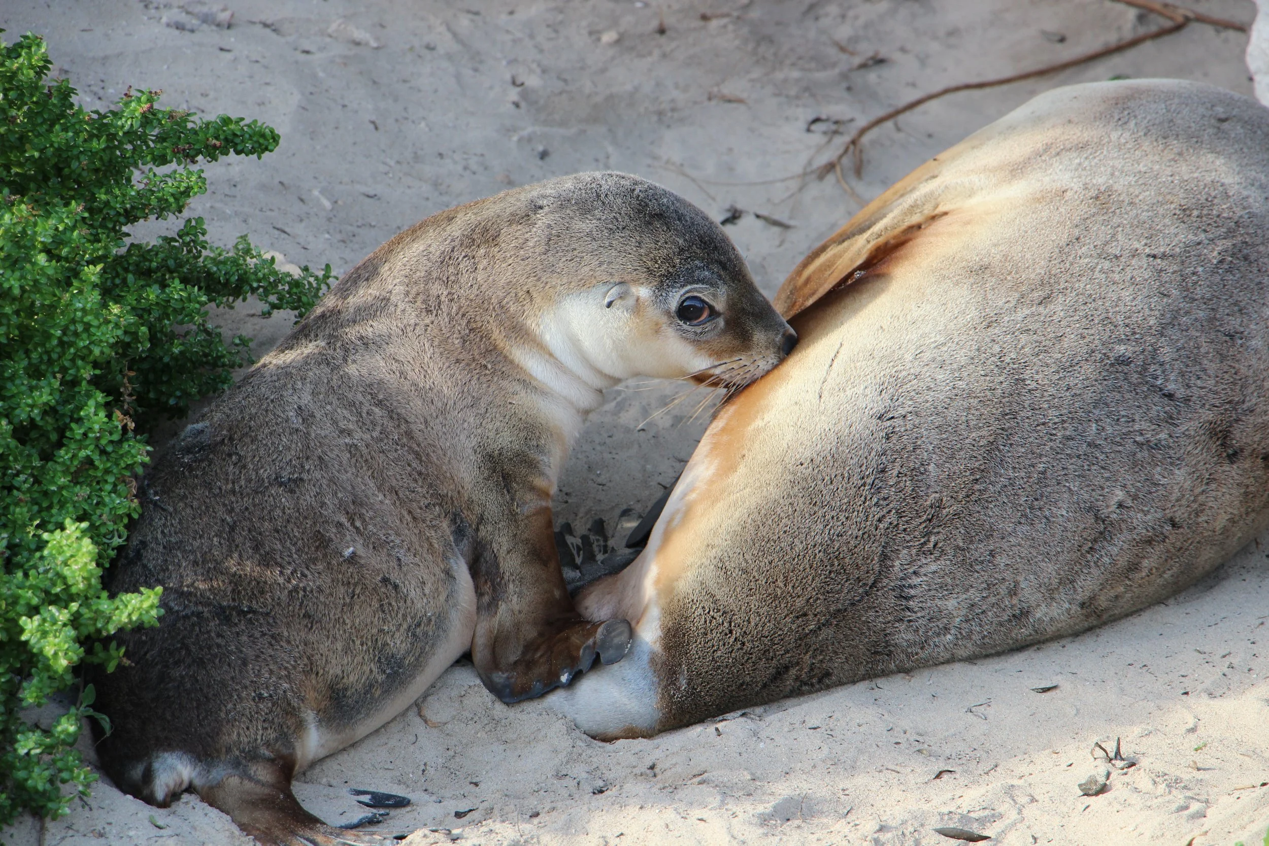 La tétée d'un bébé lion de mer, Kangaroo Island