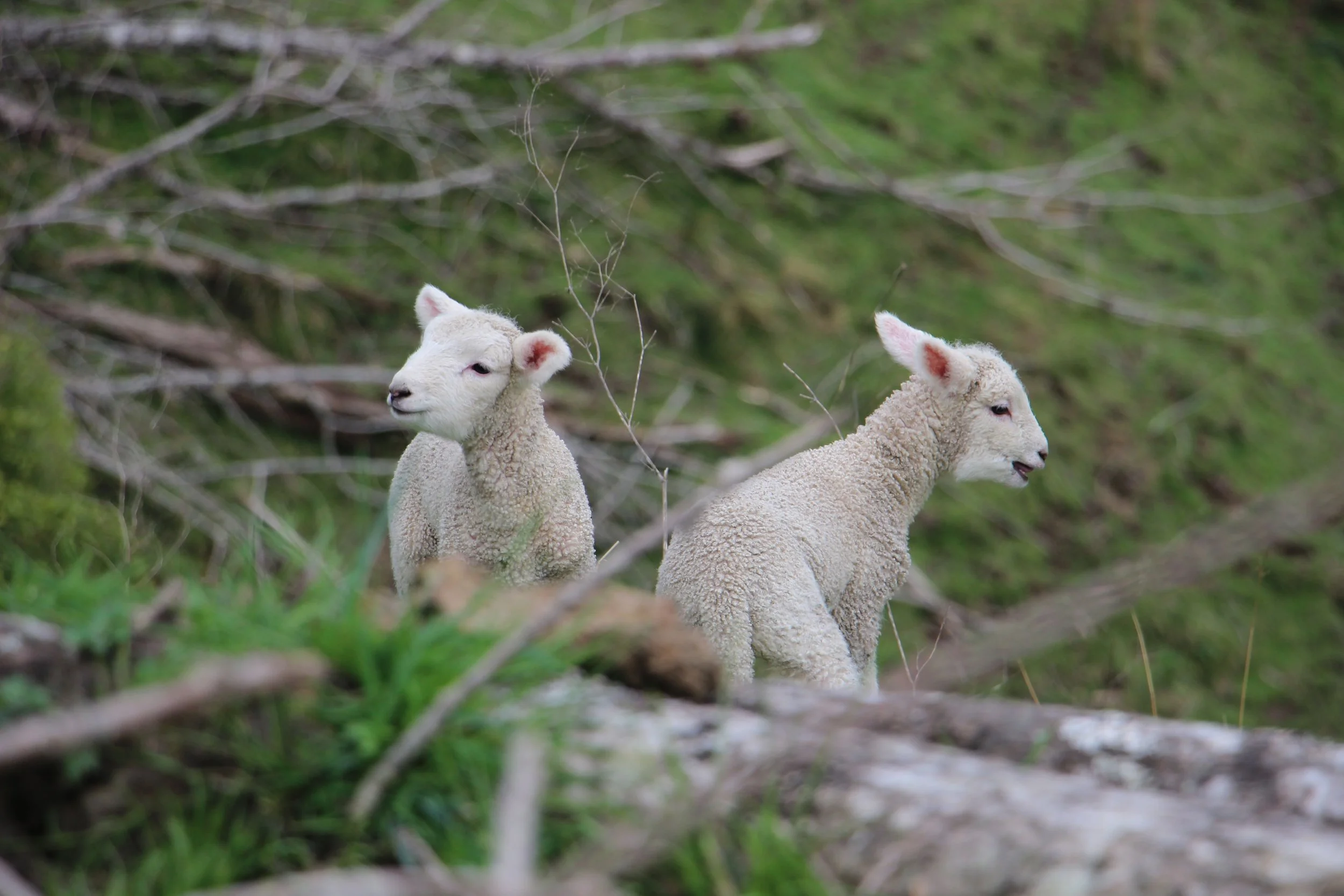 Agneaux, Nouvelle-Zélande