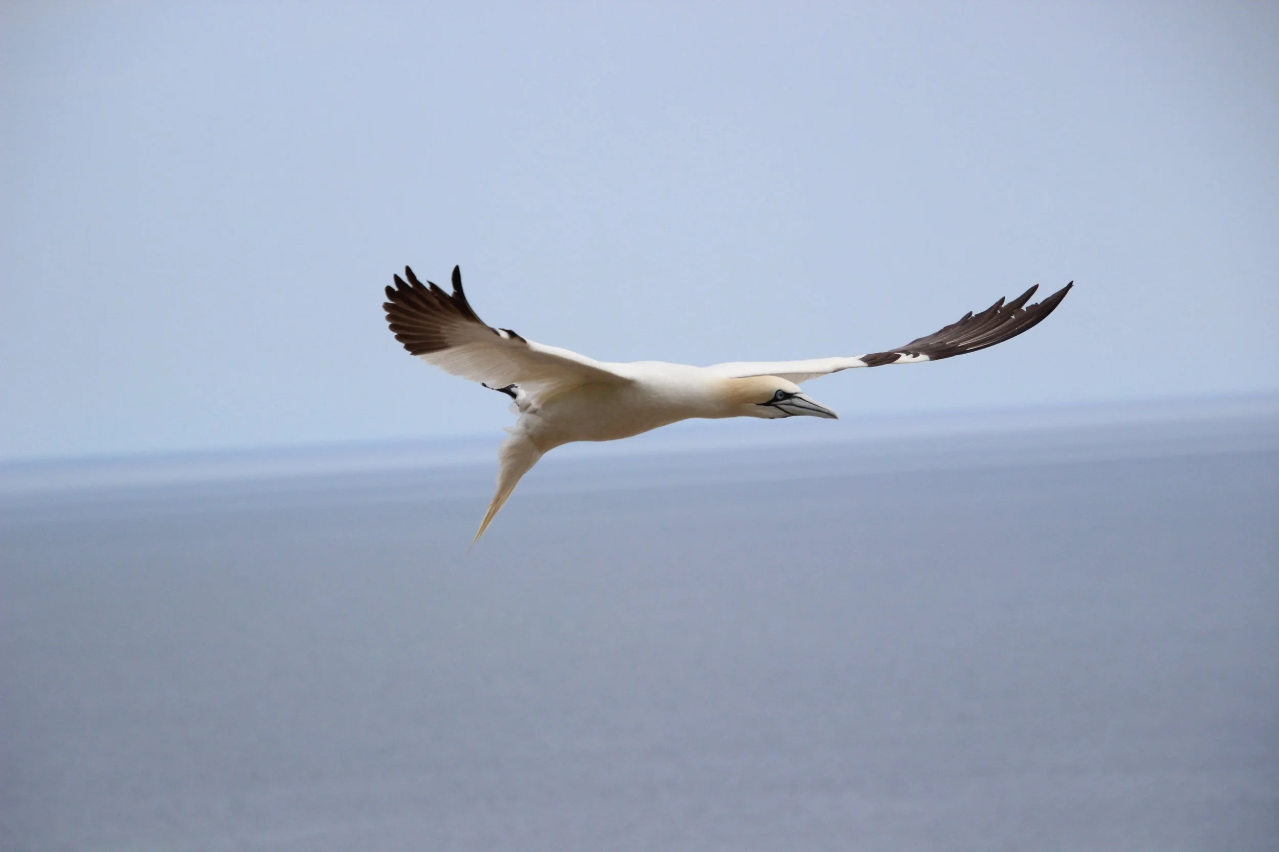 Fou de Bassan en plein vol. Le saviez-vous? Le Fou de Bassan est un très bon nageur. Lorsqu'il repère sa proie, il peut plonger à une vitesse s'approchant des 100 km/h et jusqu'à une profondeur de 15 mètres. Ile Bonaventure, Canada