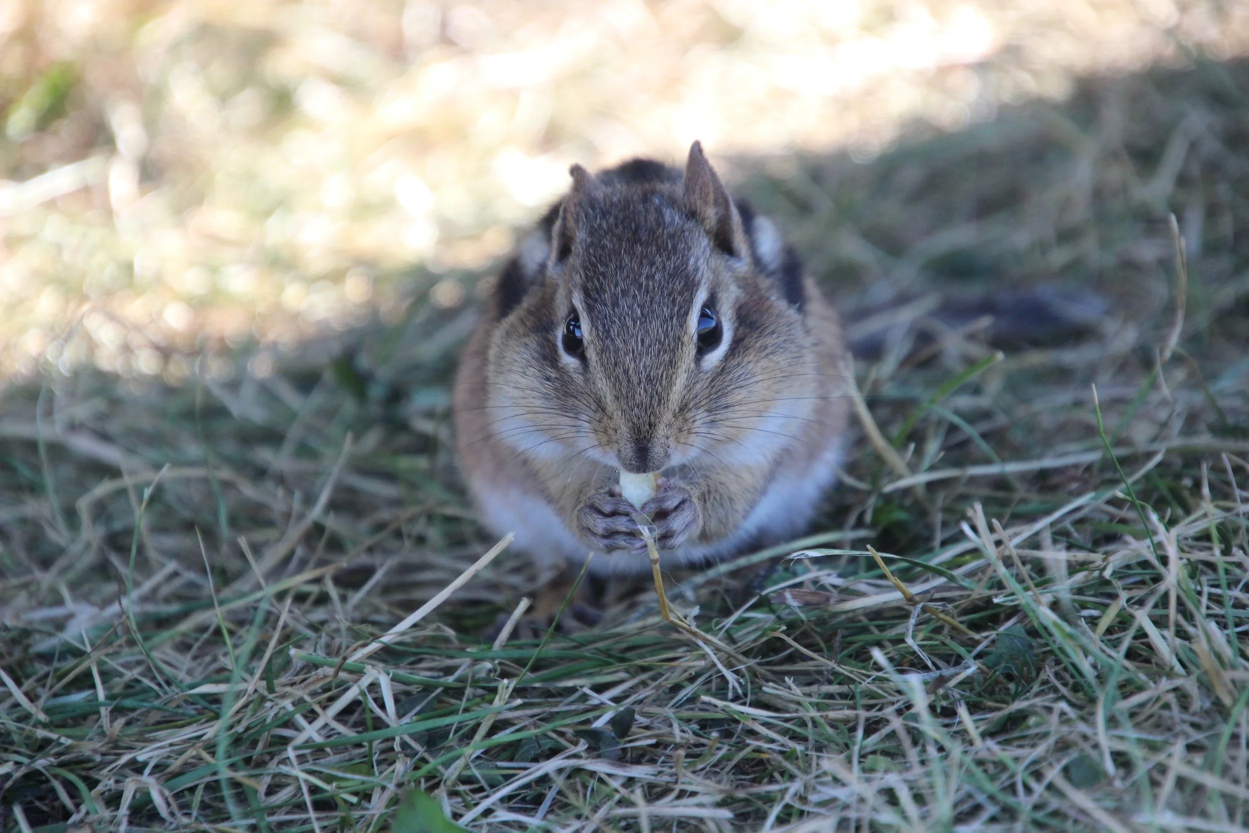 Tamia en plein petit-déjeuner, Canada