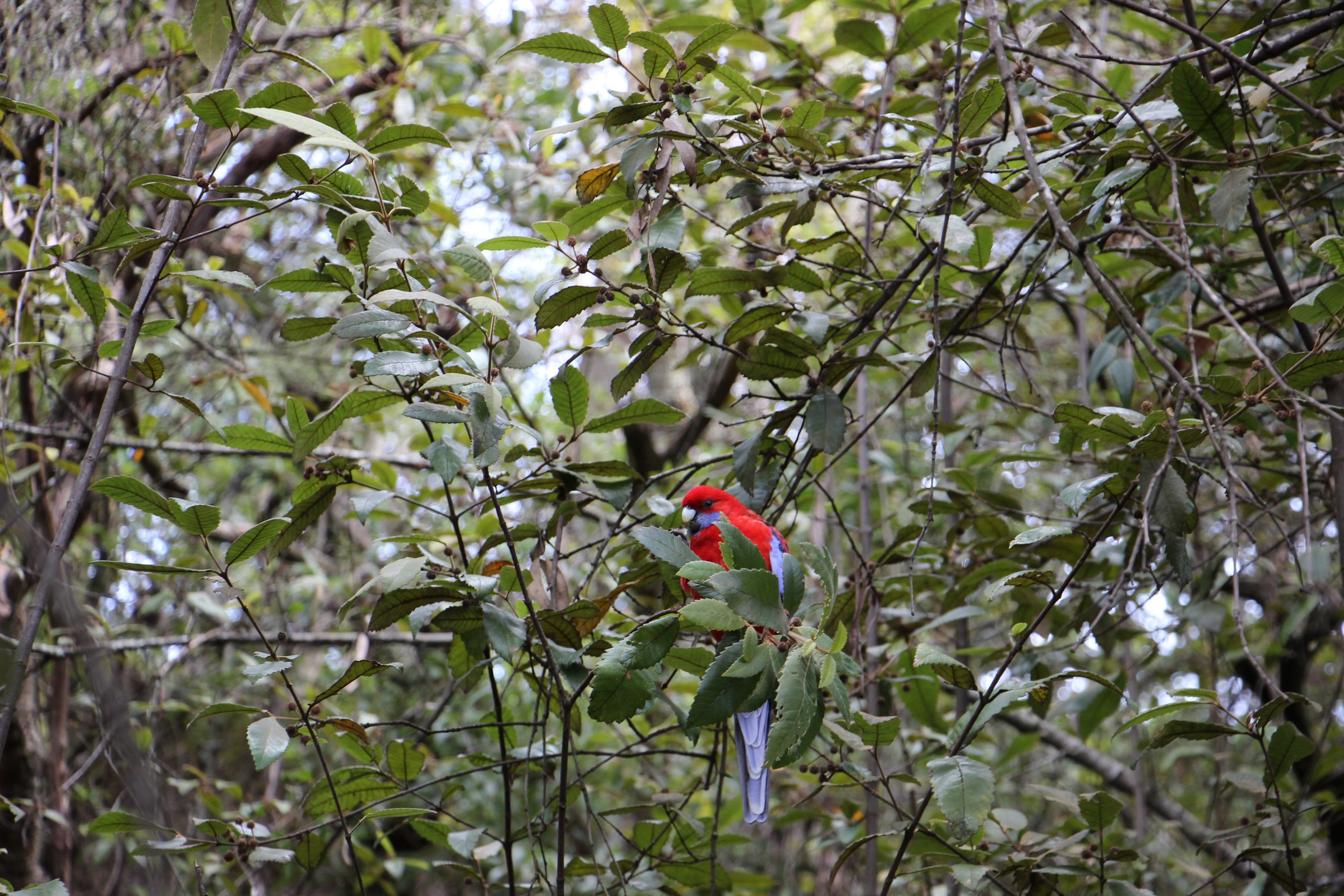 Cherchez l'erreur dans le décor... Ce perroquet croit-il vraiment duper son observateur? Australie - Queesland